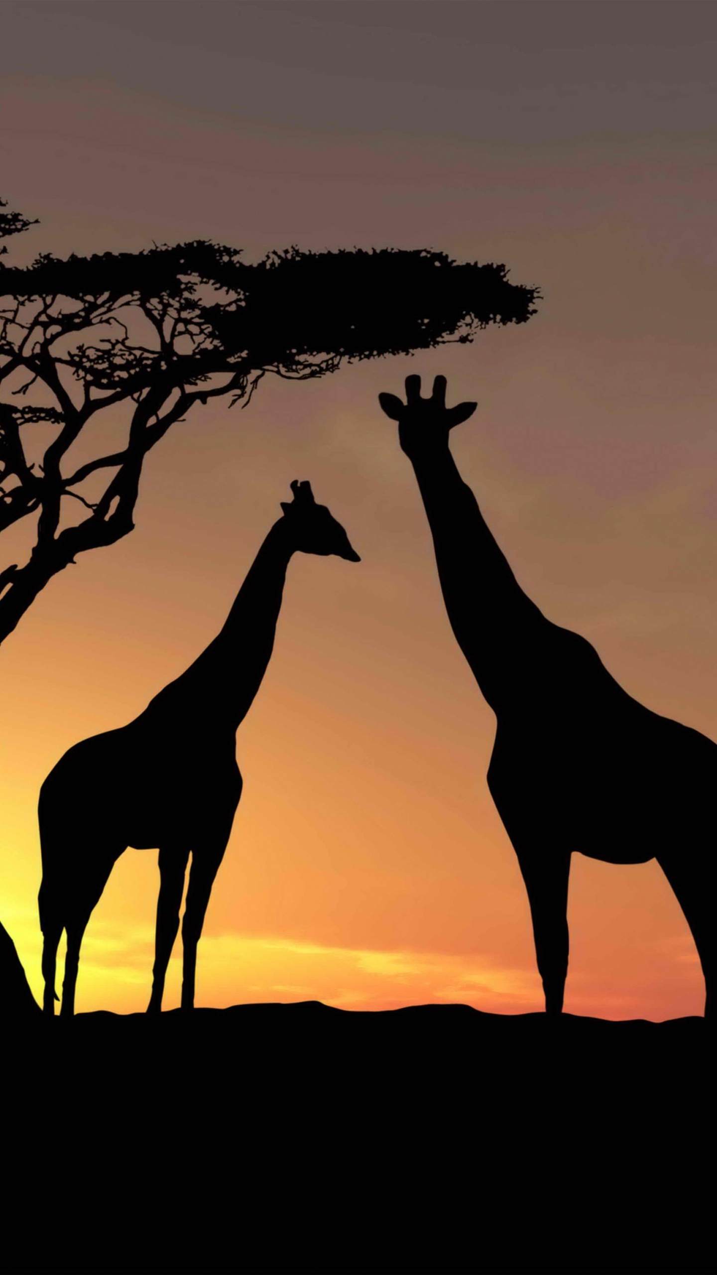 Silhouette de Girafe Debout Sur le Sable Brun Pendant le Coucher du Soleil. Wallpaper in 1440x2560 Resolution