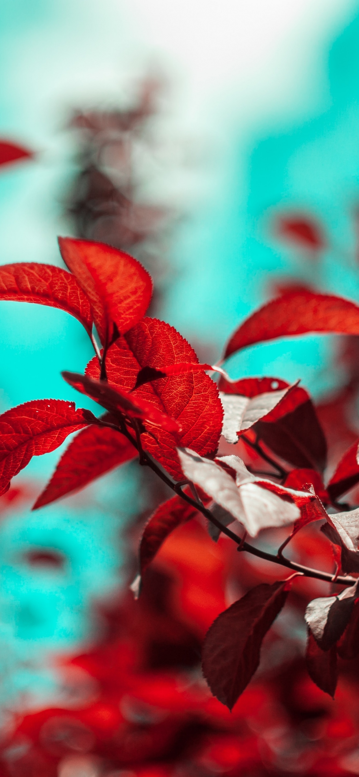 Branch, Blatt, Farbigkeit, Gr, Botanik. Wallpaper in 1242x2688 Resolution