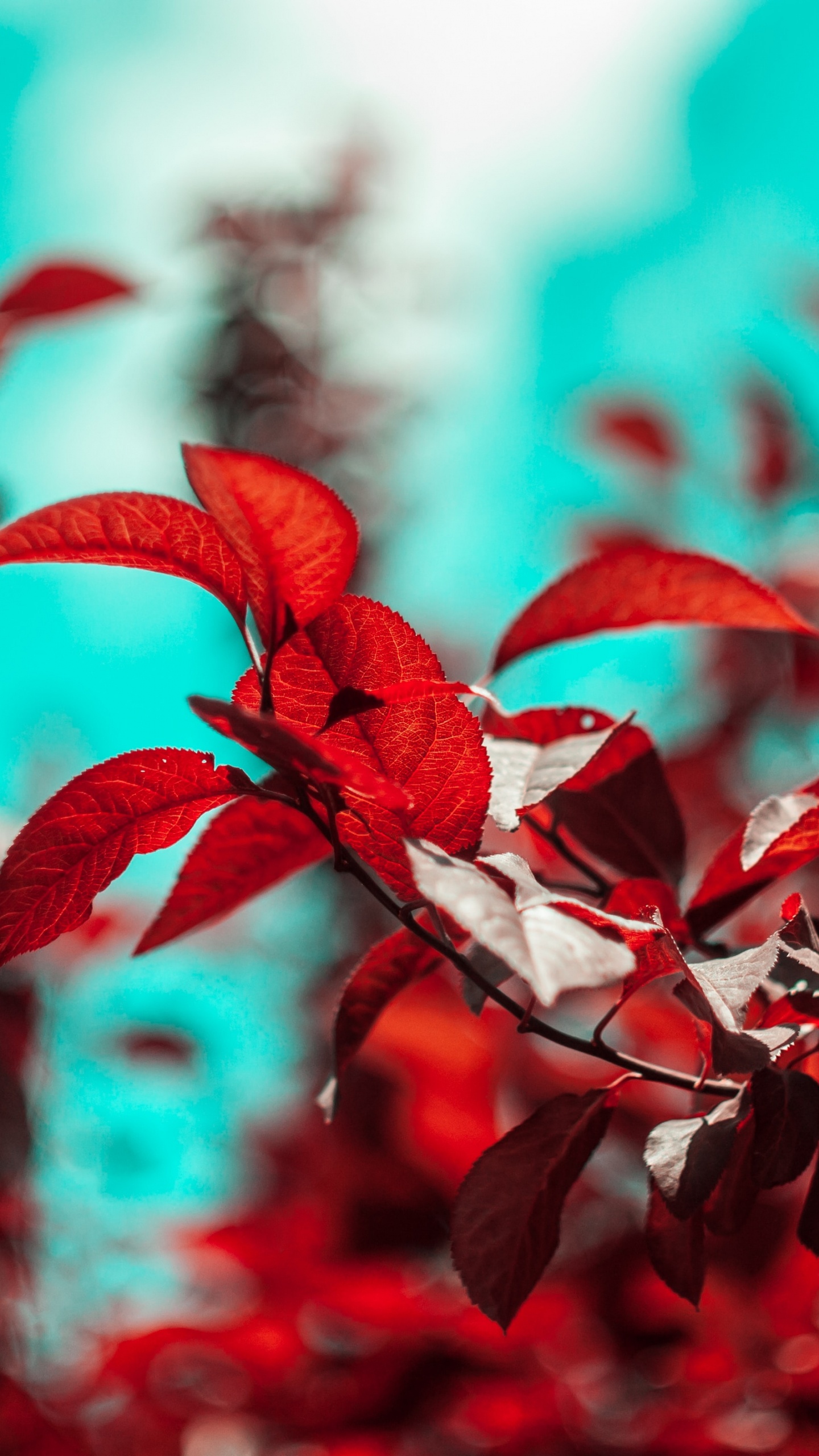 Branch, Blatt, Farbigkeit, Gr, Botanik. Wallpaper in 1440x2560 Resolution