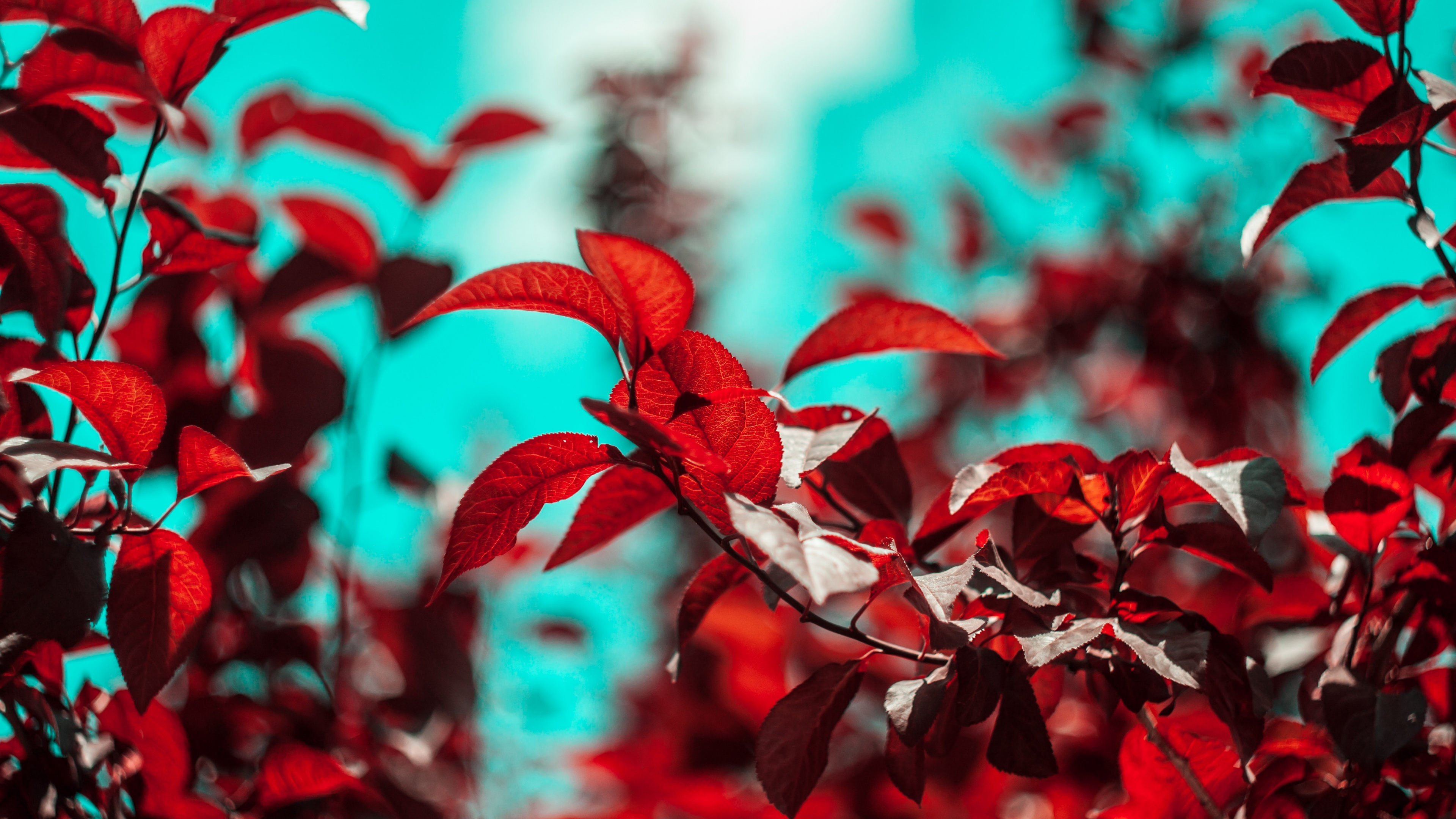 Feuille, Red, la Pureté de la Couleur, Green, Botanique. Wallpaper in 3840x2160 Resolution