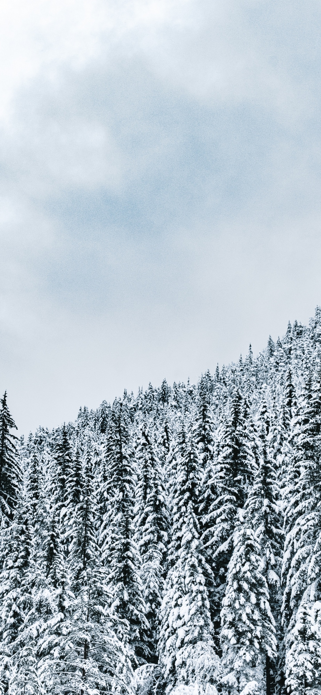 Baum, Biome, Wald, Winter, Schnee. Wallpaper in 1125x2436 Resolution