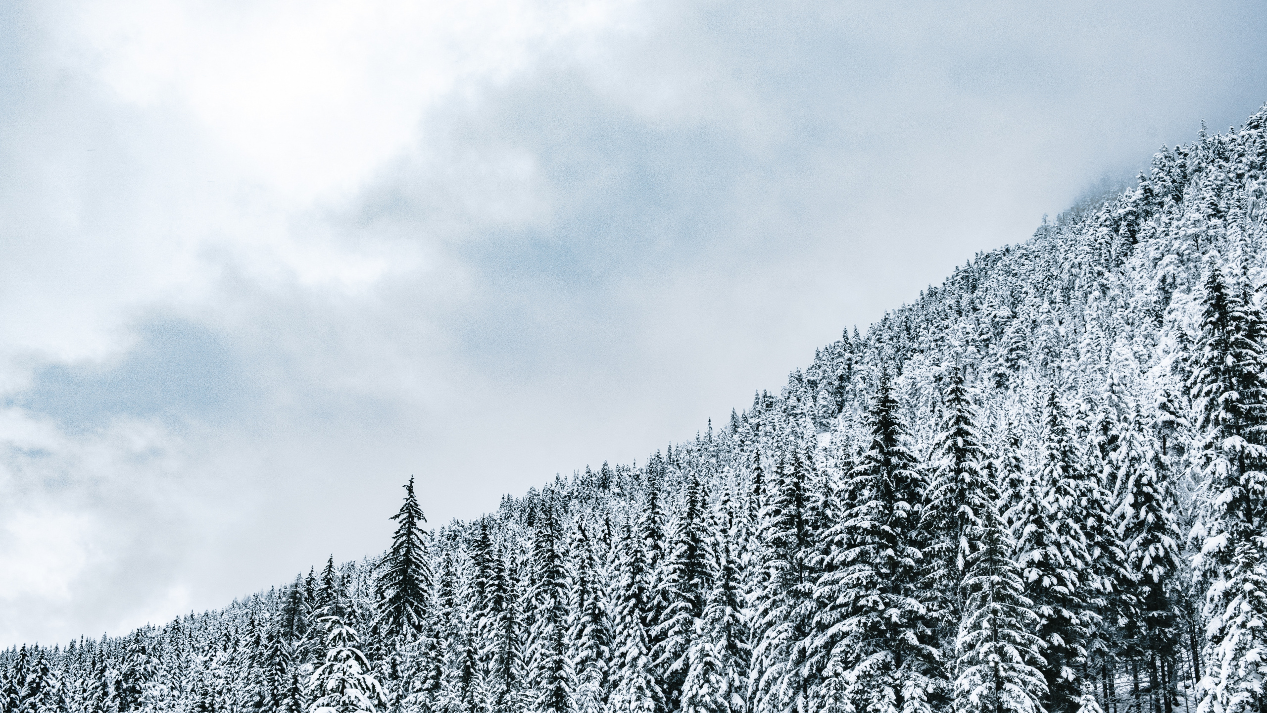 Baum, Biome, Wald, Winter, Schnee. Wallpaper in 2560x1440 Resolution