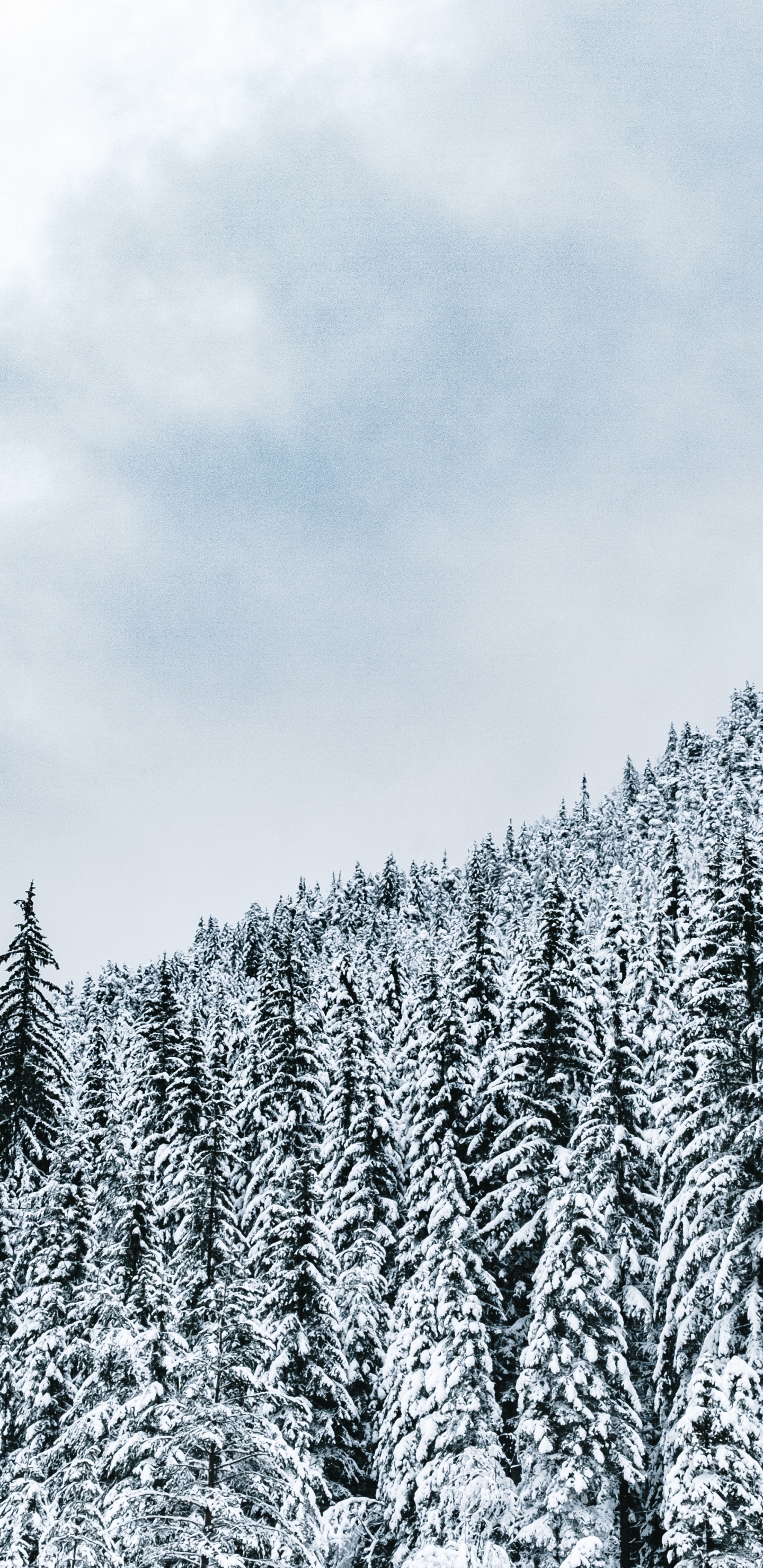 Montaña, Bioma, Invierno, Nieve, Temporada. Wallpaper in 1440x2960 Resolution