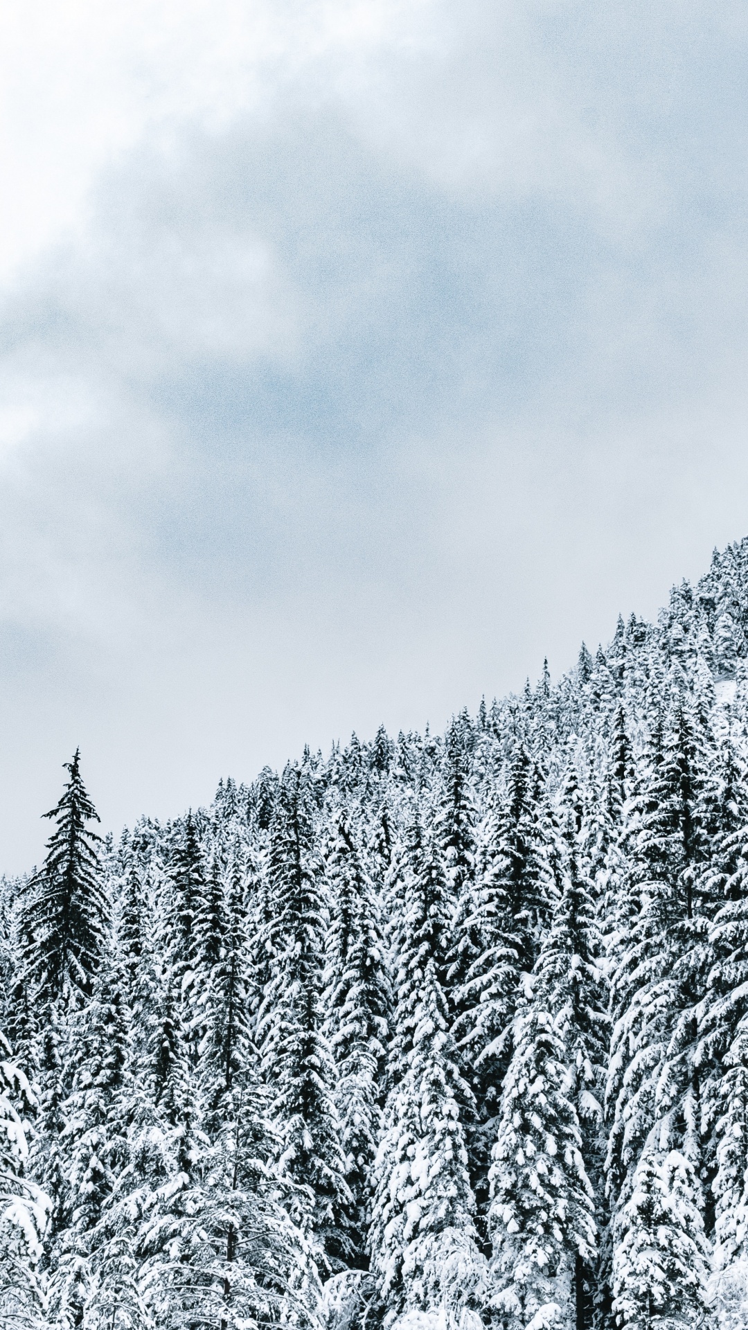 Mountain, Tree, Biome, Forest, Winter. Wallpaper in 1080x1920 Resolution