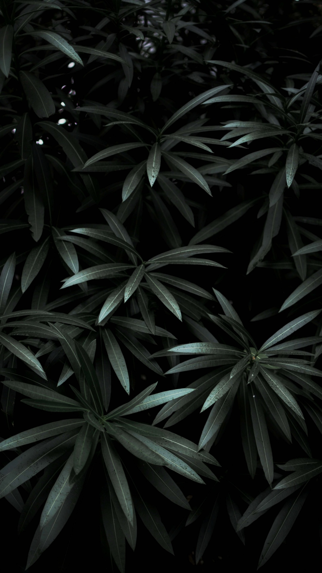 Leaf, Black, Terrestrial Plant, Plant, Monochrome. Wallpaper in 1080x1920 Resolution