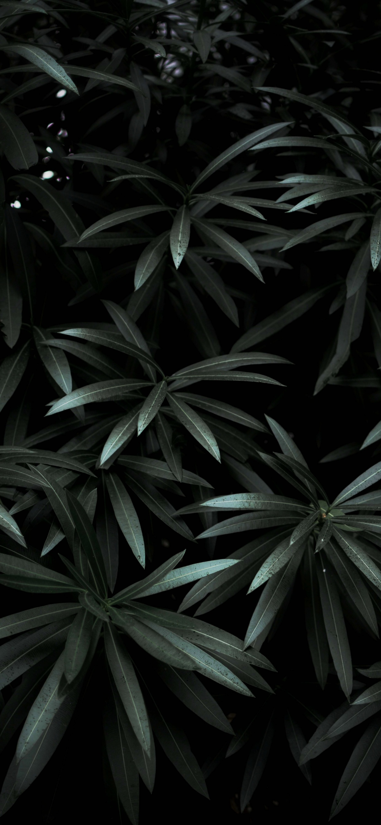 Negro, Planta Terrestre, Monocromo, Patrón, Bokeh. Wallpaper in 1242x2688 Resolution