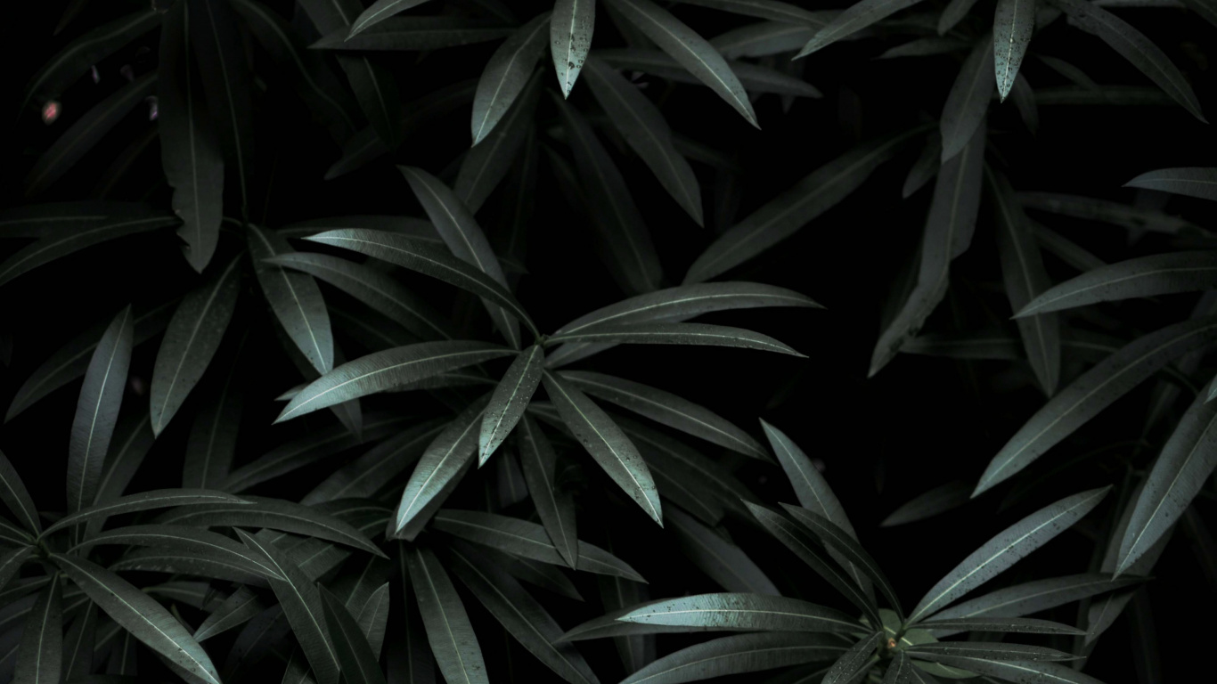 Feuille, Noir, Plante Terrestre, Monochrome, Obscurité. Wallpaper in 1366x768 Resolution