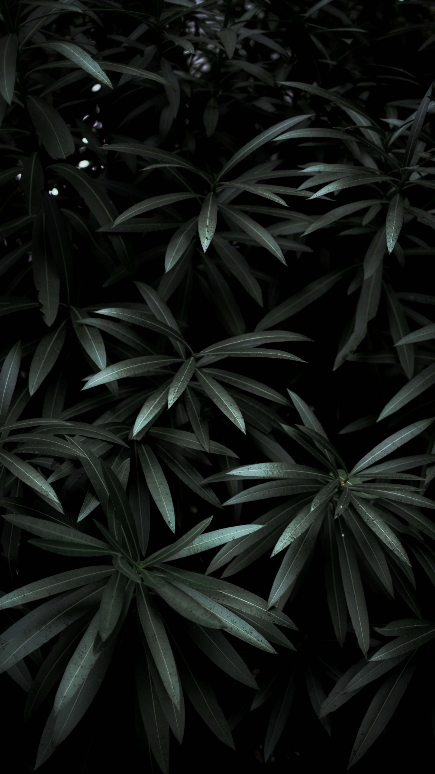 Feuille, Noir, Plante Terrestre, Monochrome, Obscurité. Wallpaper in 1440x2560 Resolution