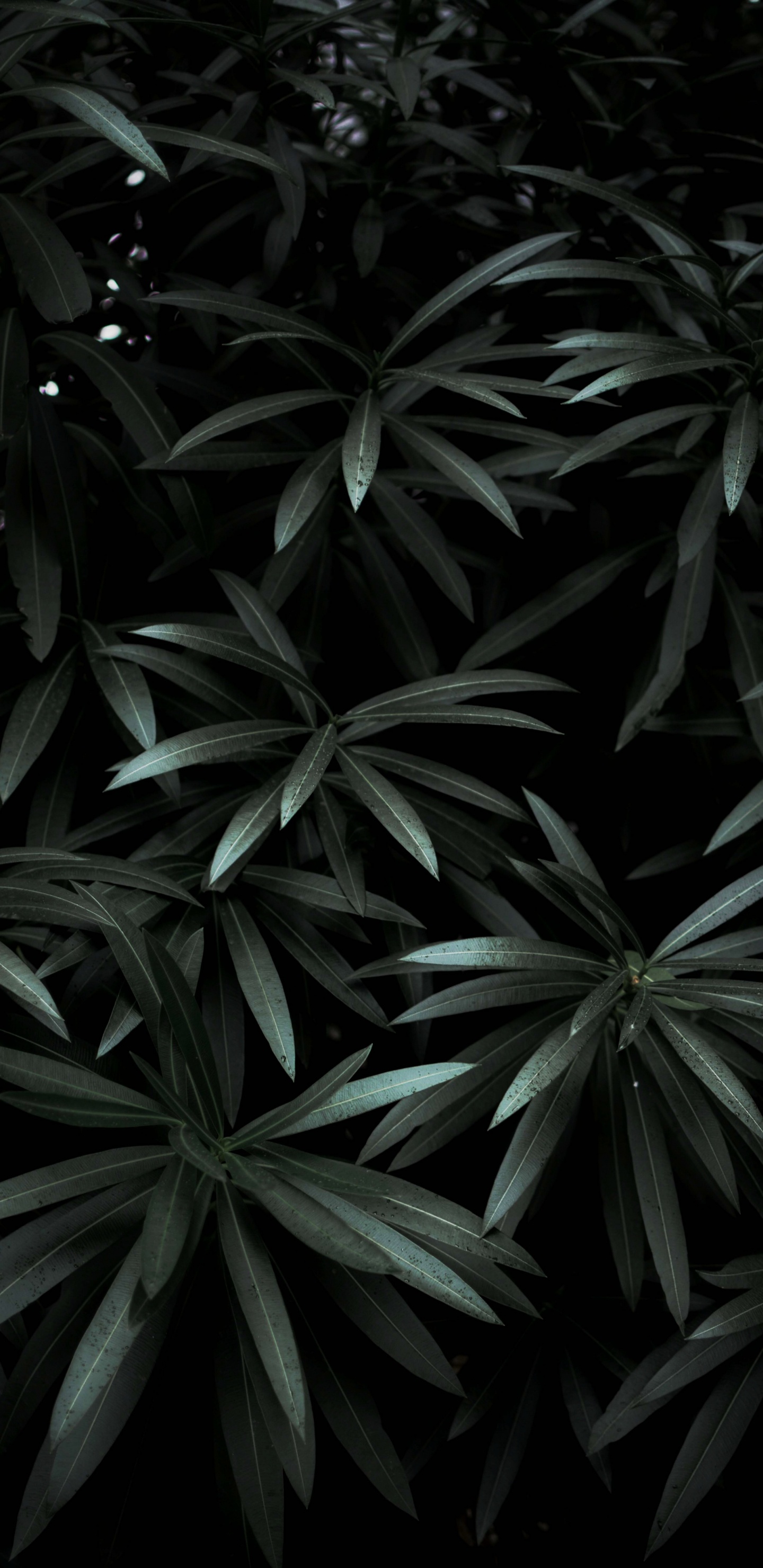 Feuille, Noir, Plante Terrestre, Monochrome, Obscurité. Wallpaper in 1440x2960 Resolution