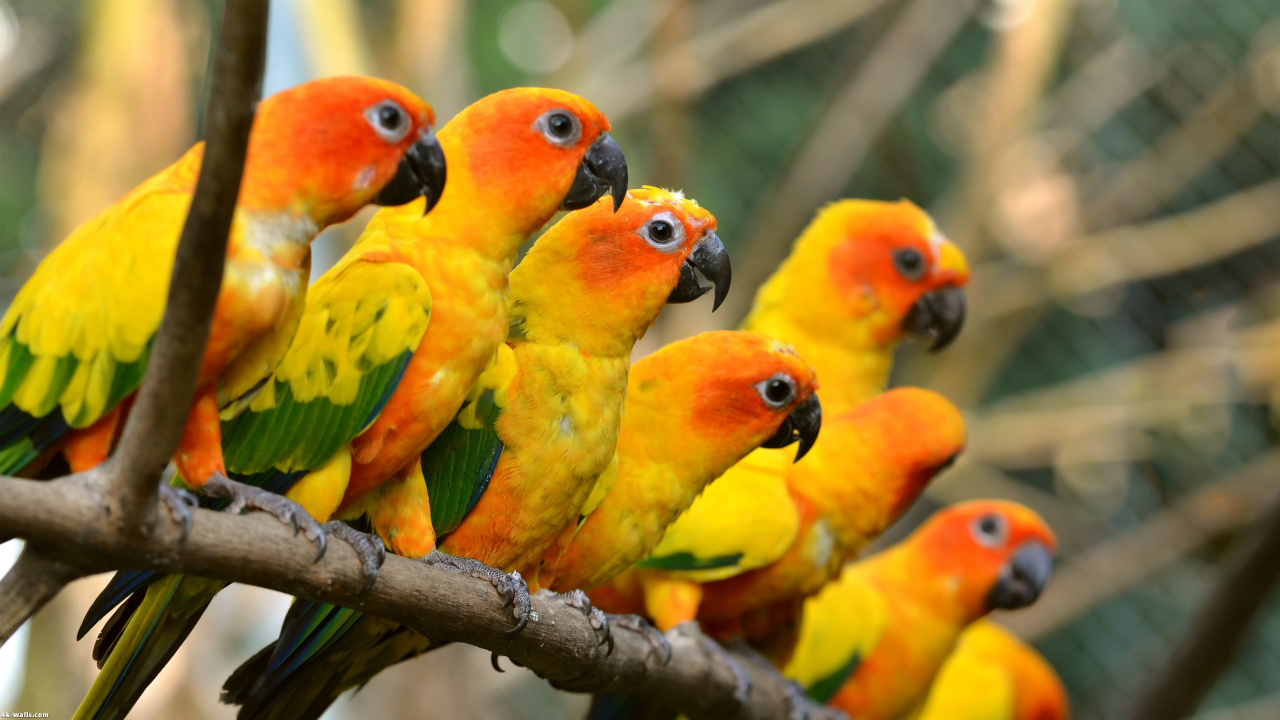 Pájaros Rojos Amarillos y Verdes en la Rama de un Árbol Marrón Durante el Día. Wallpaper in 1280x720 Resolution