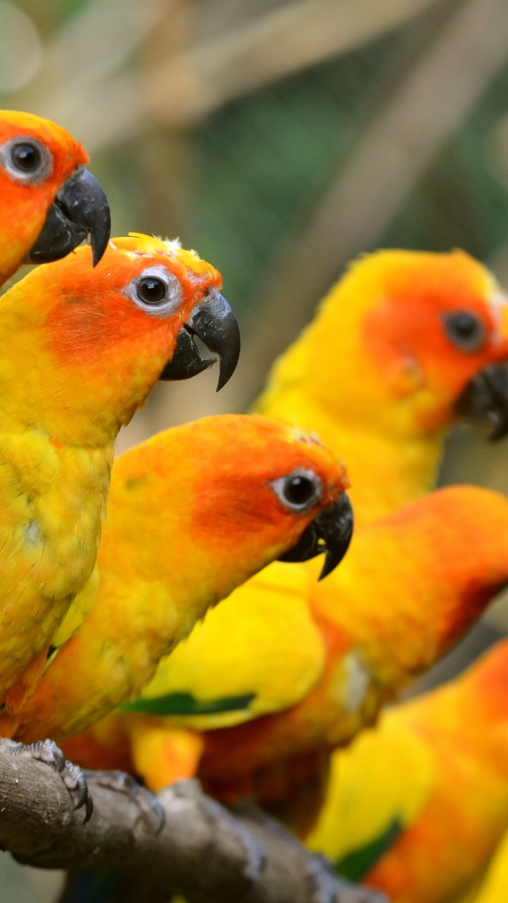 Pájaros Rojos Amarillos y Verdes en la Rama de un Árbol Marrón Durante el Día. Wallpaper in 720x1280 Resolution