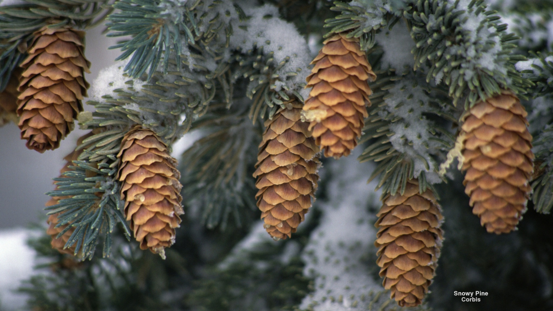 Brown Pine Cone on Snow Covered Ground. Wallpaper in 1920x1080 Resolution