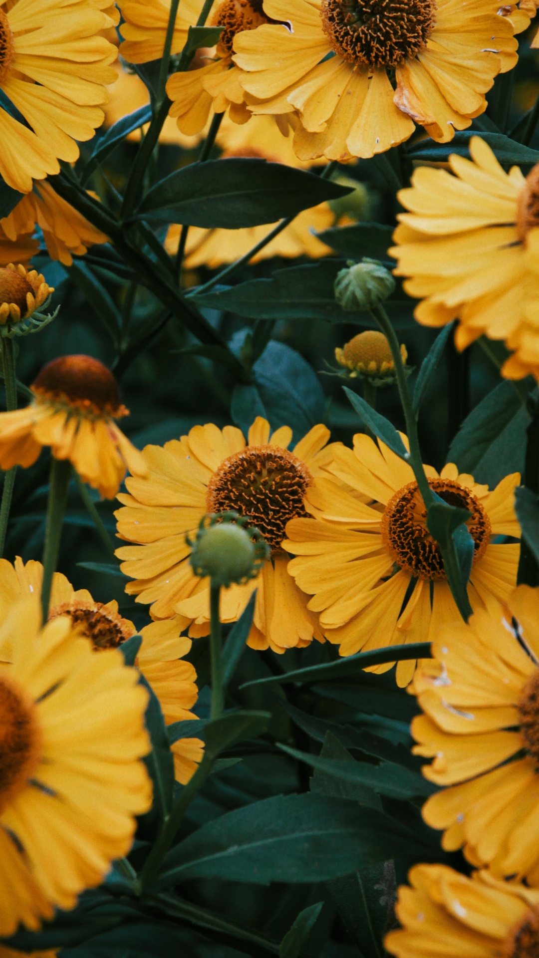 Flower, Plant, Petal, Nature, Leaf. Wallpaper in 1080x1920 Resolution