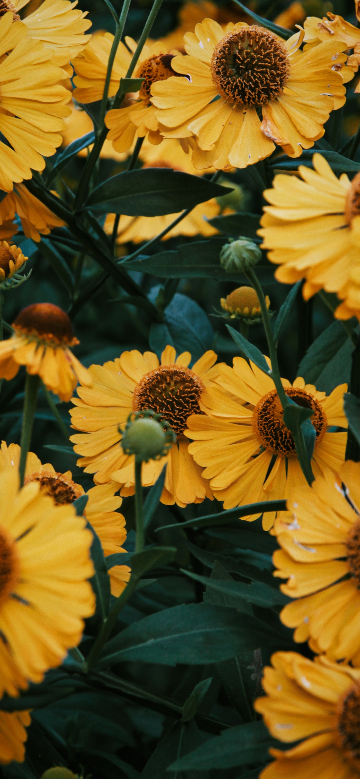 Flower, Plant, Petal, Nature, Leaf. Wallpaper in 1242x2688 Resolution