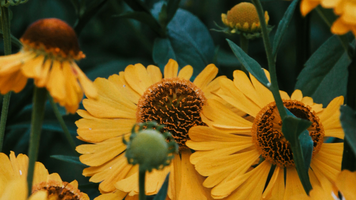 Flower, Plant, Petal, Nature, Leaf. Wallpaper in 1366x768 Resolution