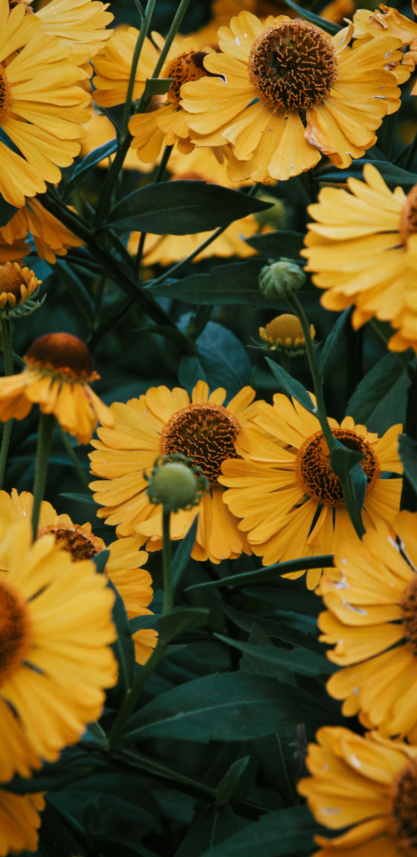 Flower, Plant, Petal, Nature, Leaf. Wallpaper in 1440x2960 Resolution