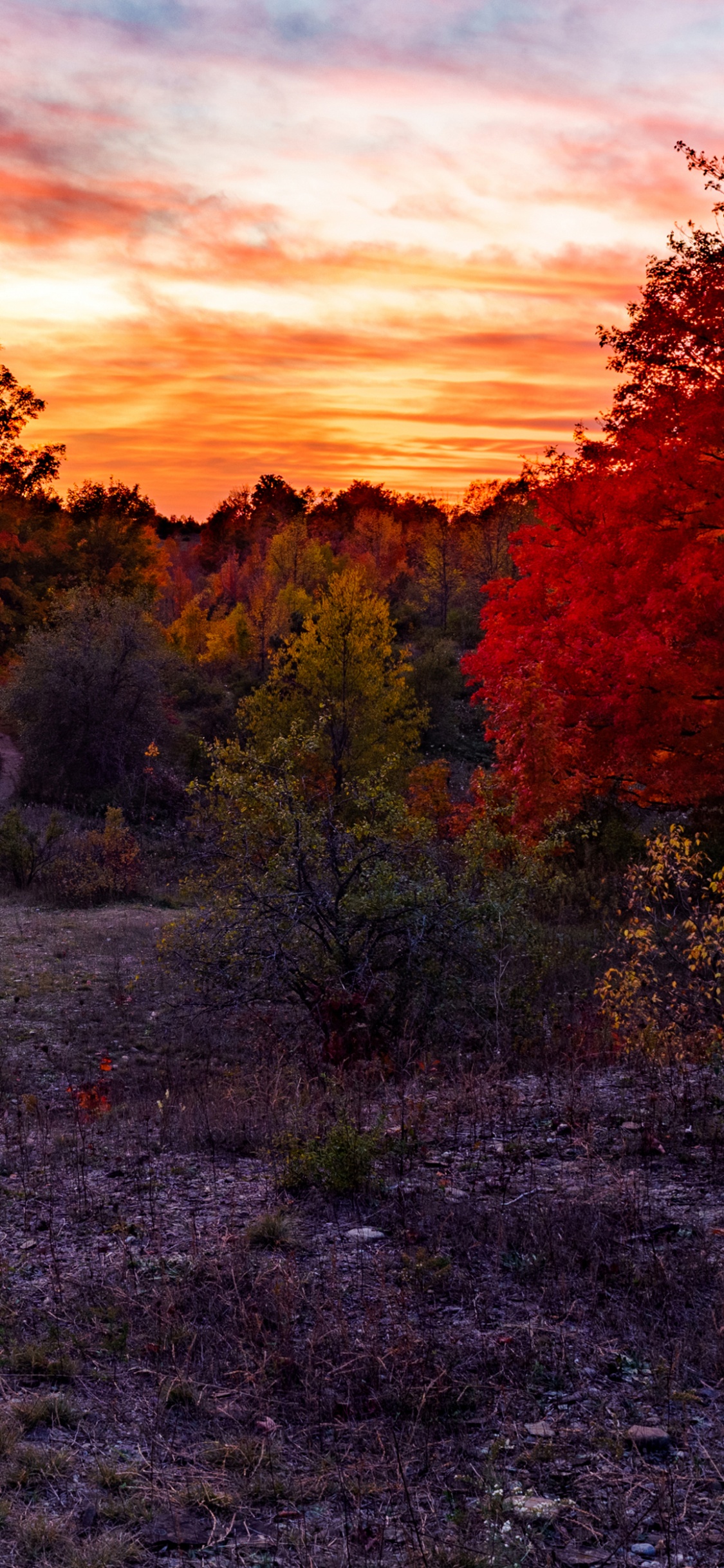 Arbres Verts et Plantes Sous Ciel Orange et Bleu. Wallpaper in 1125x2436 Resolution