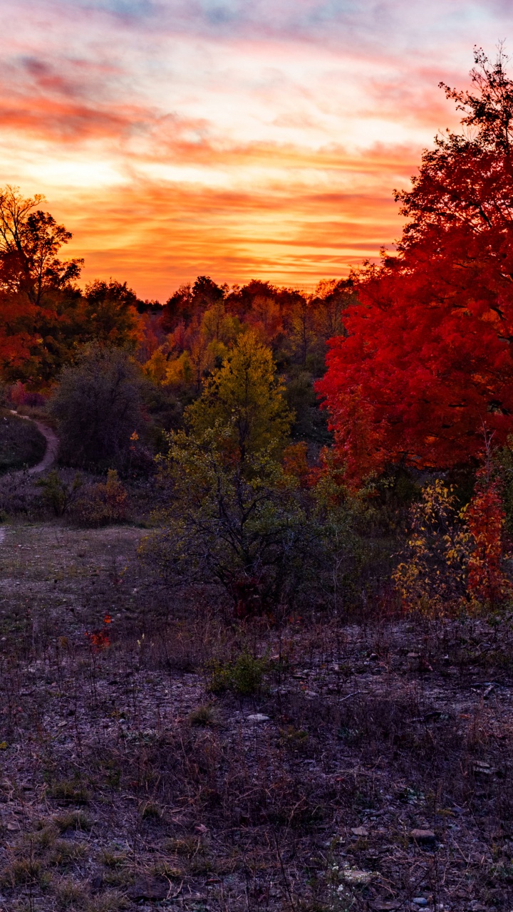 Green Trees and Plants Under Orange and Blue Sky. Wallpaper in 720x1280 Resolution