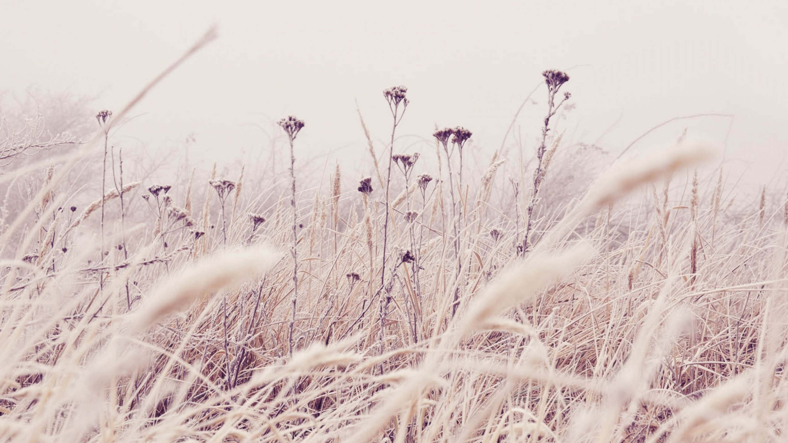 Hiver, Phragmites, L'herbe de la Famille, Tige de la Plante, Sauvages. Wallpaper in 2560x1440 Resolution