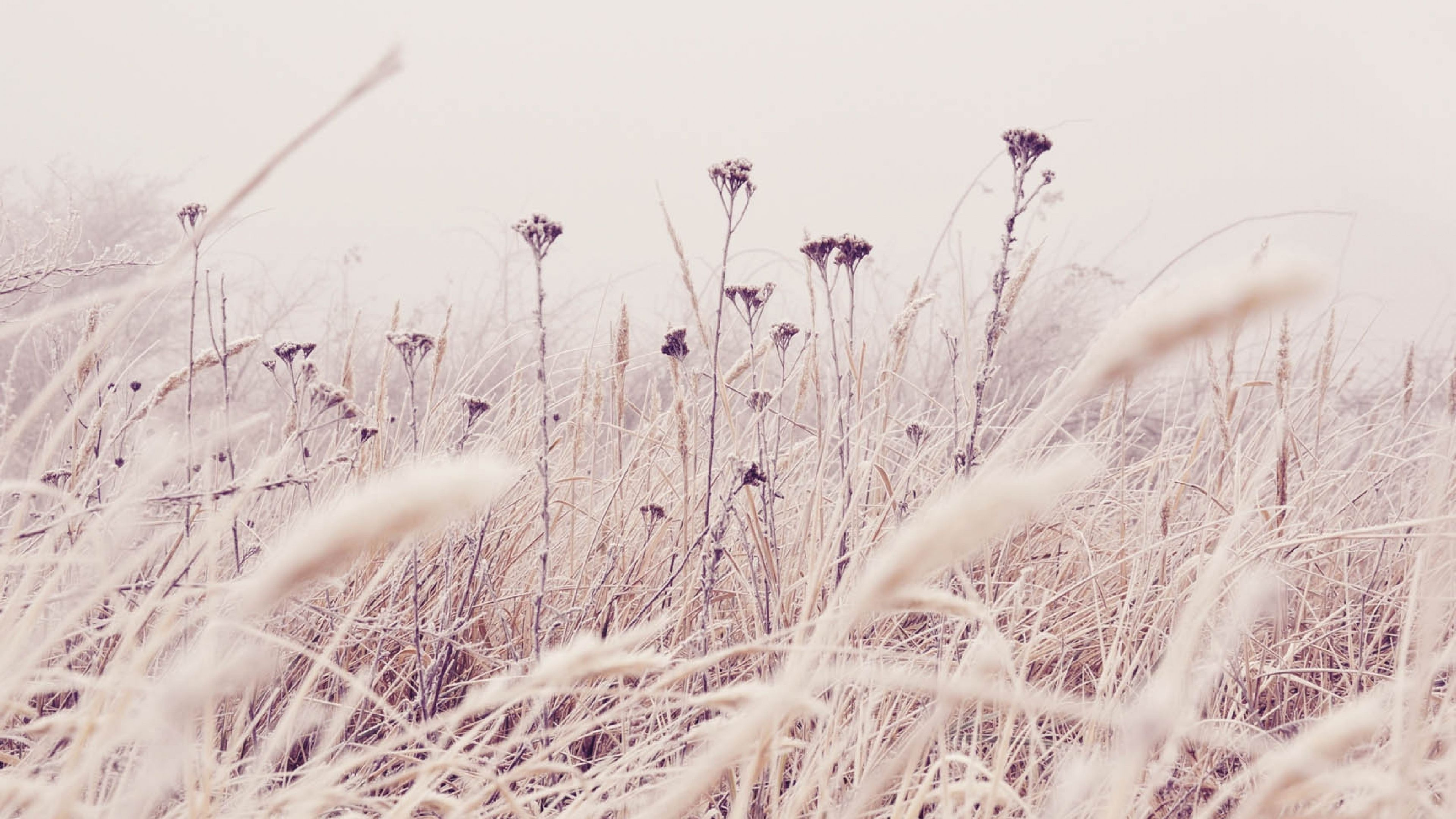 Winter, Grass, Phragmites, Plant, Grass Family. Wallpaper in 3840x2160 Resolution