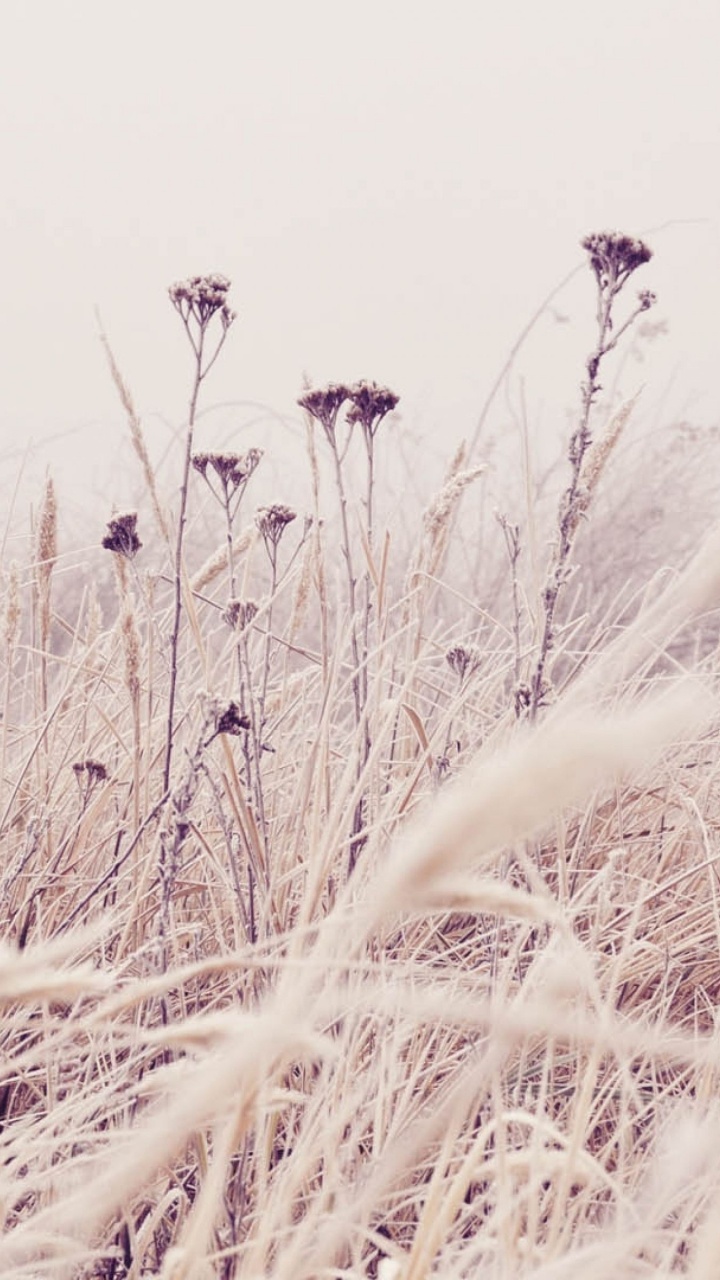 Winter, Grass, Phragmites, Plant, Grass Family. Wallpaper in 720x1280 Resolution