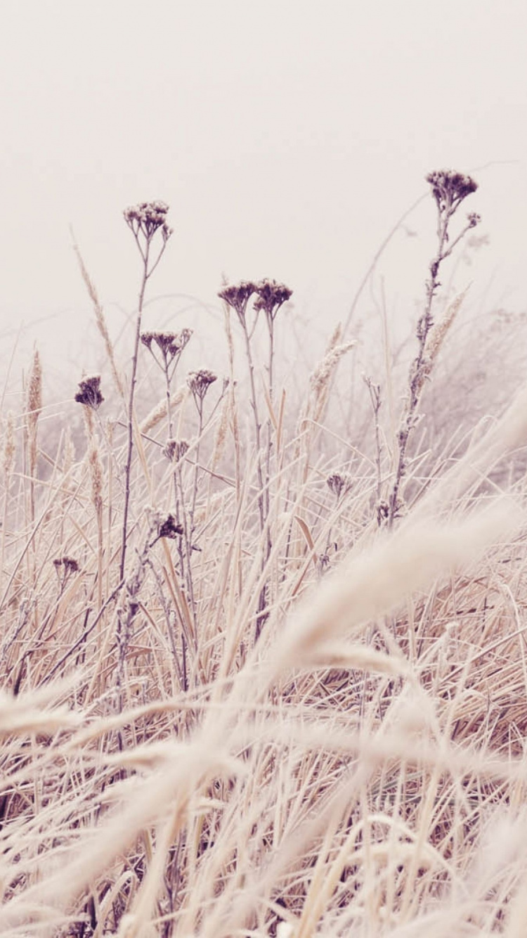 Winter, Grass, Phragmites, Plant, Grass Family. Wallpaper in 750x1334 Resolution
