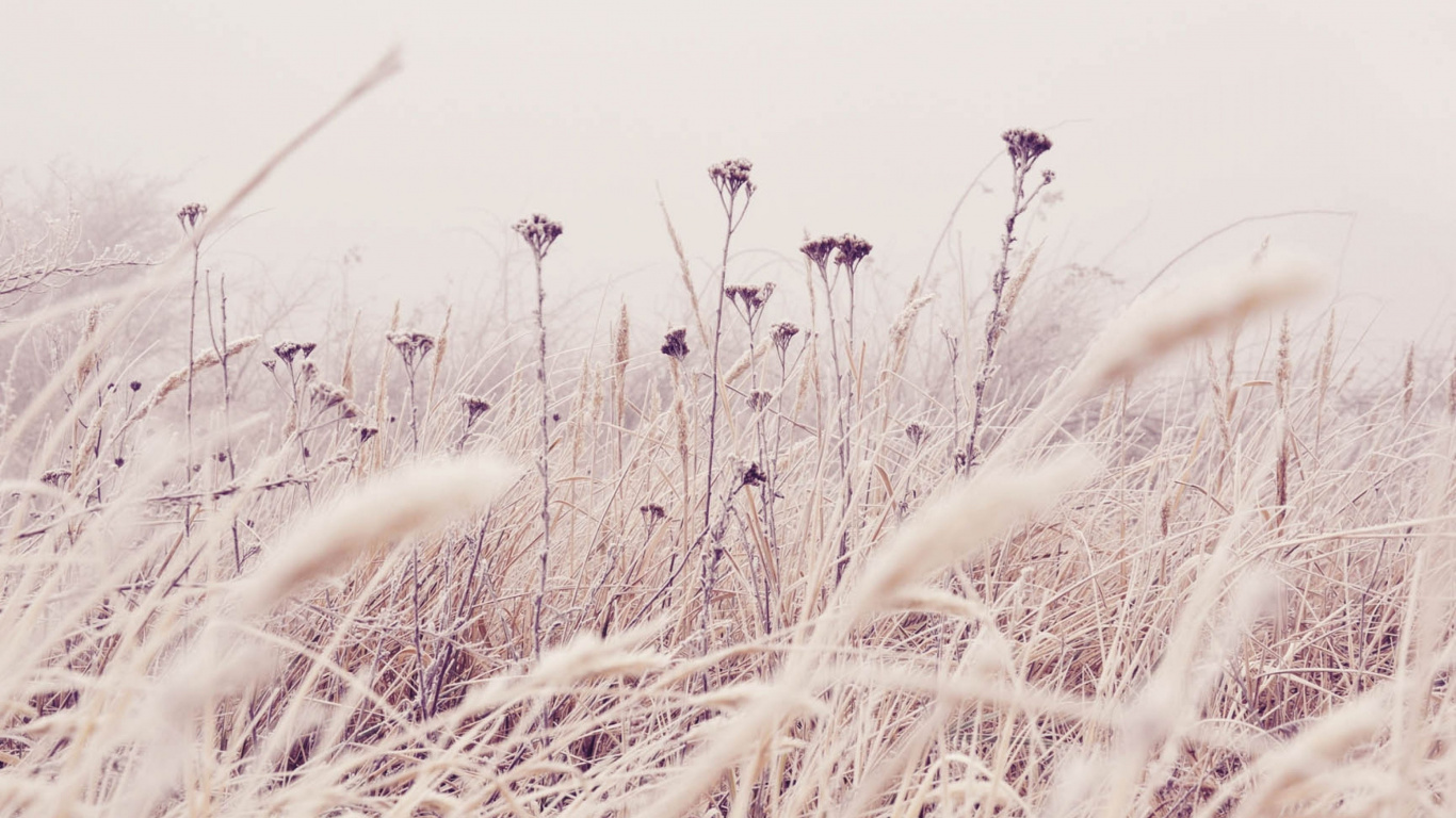 Invierno, Phragmites, Hierba de la Familia, Tallo de la Planta, Flores Silvestres. Wallpaper in 1366x768 Resolution