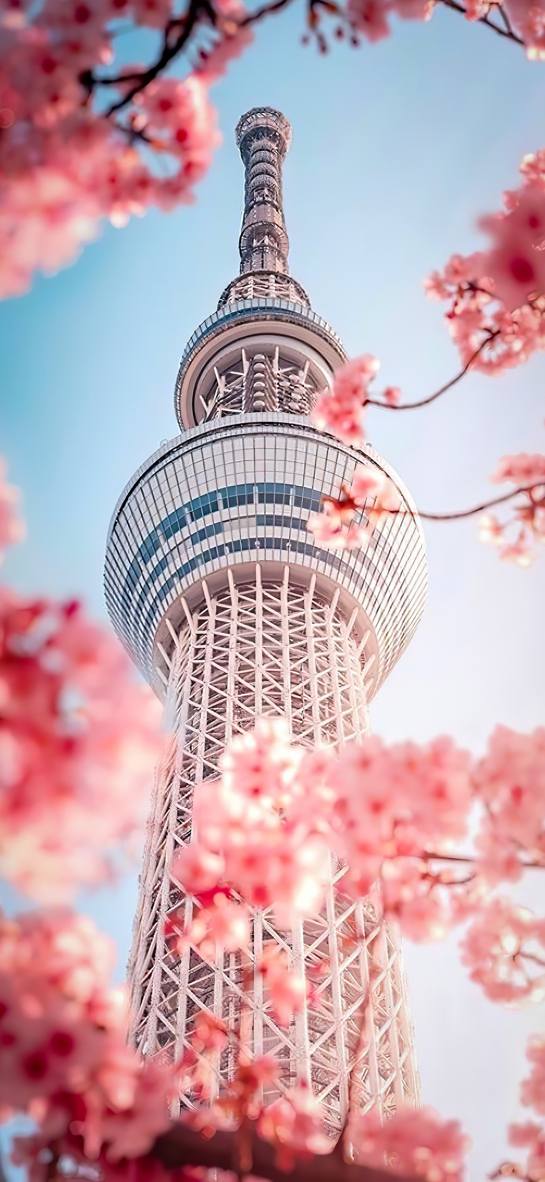 Korean Beautiful, Seoul, Korean, Flower, Daytime. Wallpaper in 1125x2436 Resolution