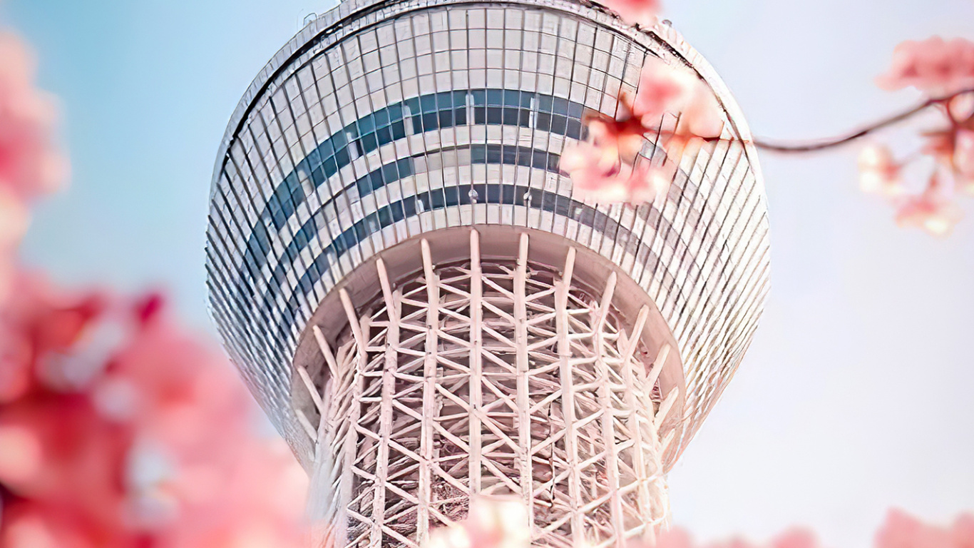 Korean Beautiful, Seoul, Korean, Flower, Daytime. Wallpaper in 1366x768 Resolution