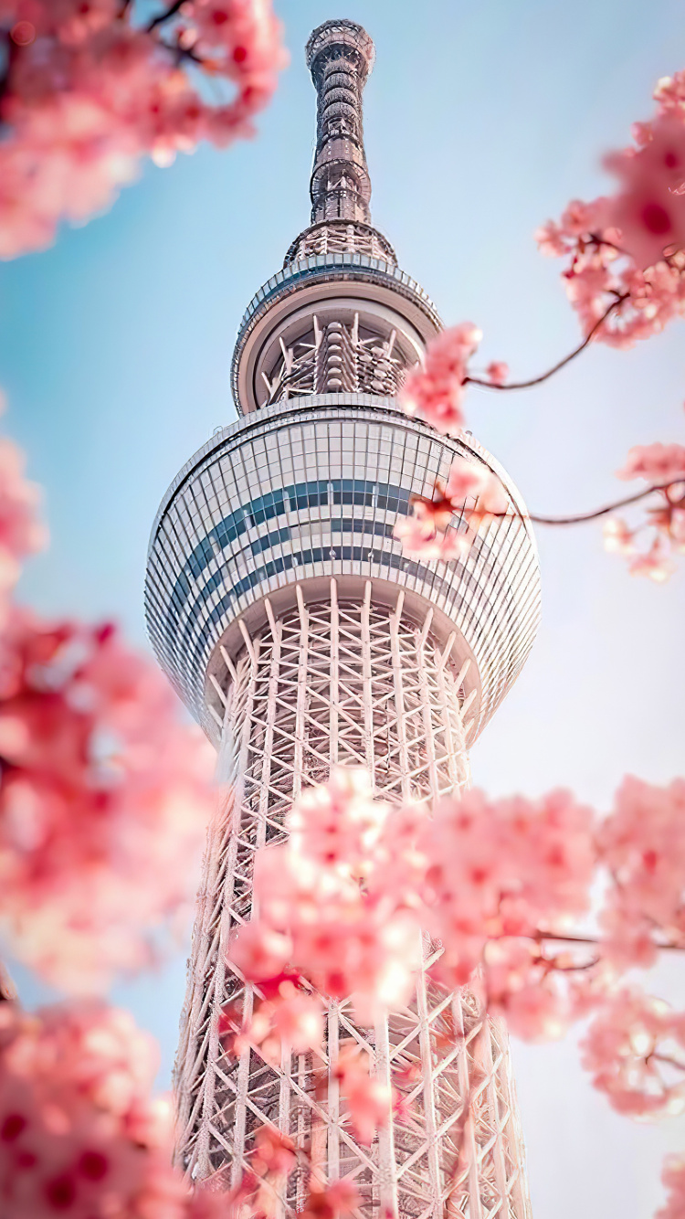 Korean Beautiful, Seoul, Korean, Flower, Daytime. Wallpaper in 750x1334 Resolution