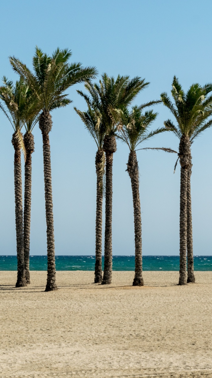 Palmiers Sur la Plage Pendant la Journée. Wallpaper in 720x1280 Resolution