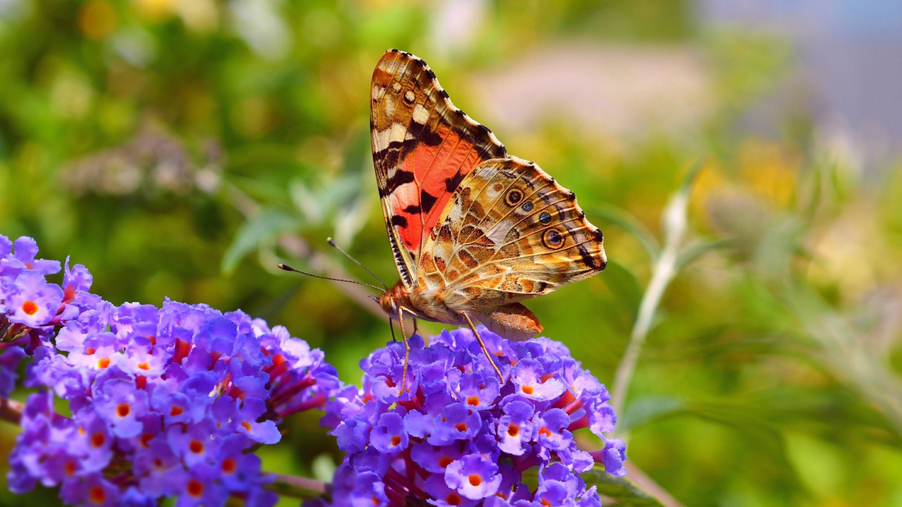 Brauner Und Schwarzer Schmetterling Thront Tagsüber Auf Lila Blume. Wallpaper in 1280x720 Resolution
