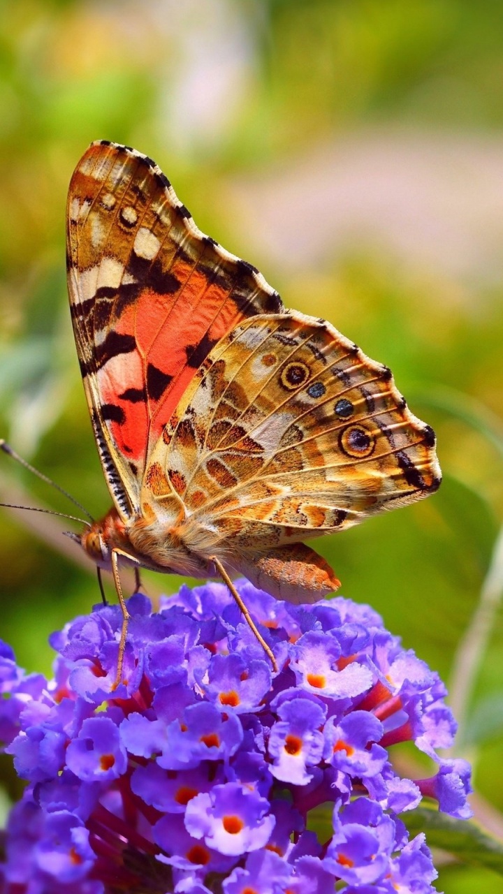 Brauner Und Schwarzer Schmetterling Thront Tagsüber Auf Lila Blume. Wallpaper in 720x1280 Resolution