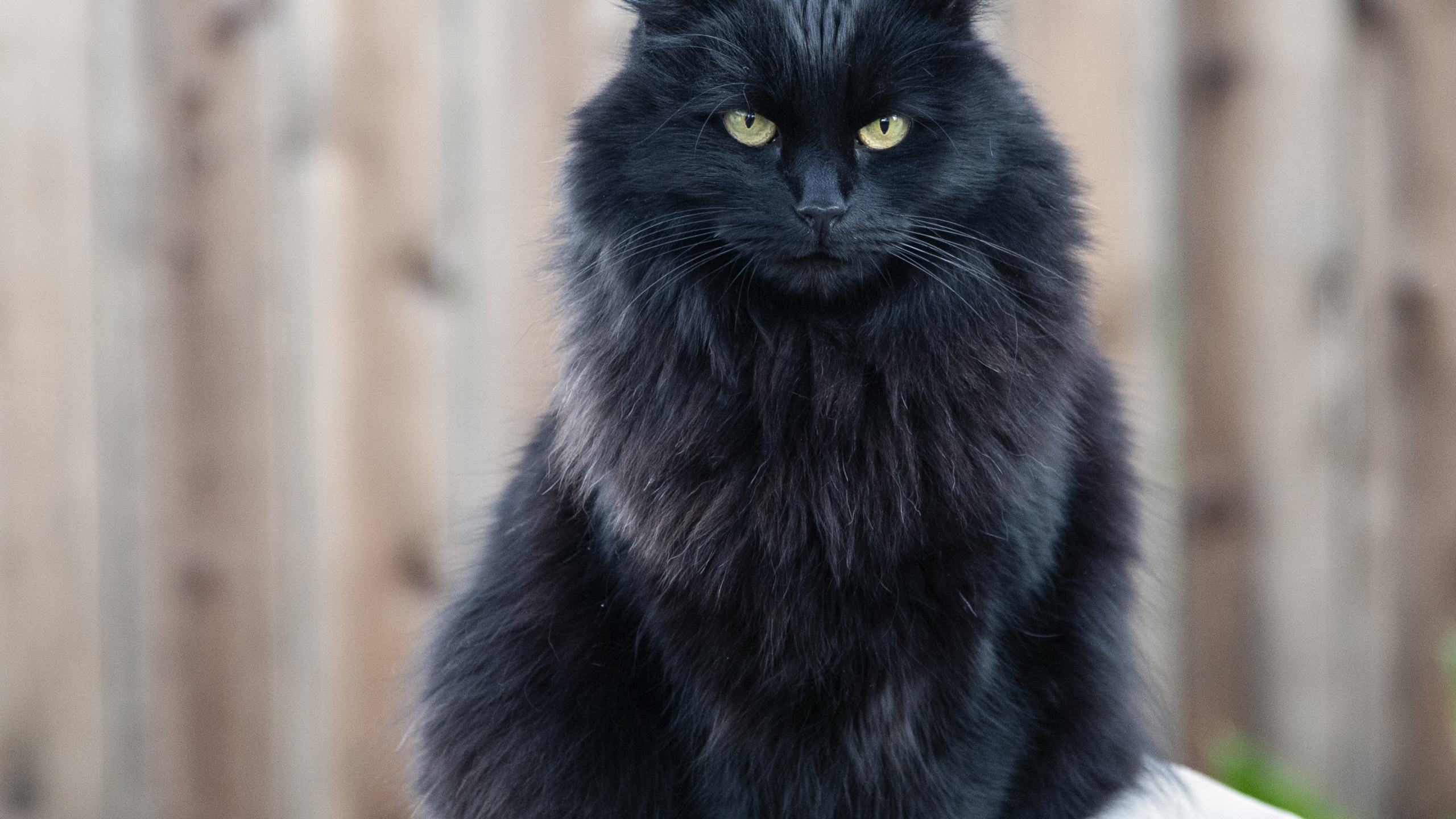 Gato Negro Sobre Textil Blanco. Wallpaper in 2560x1440 Resolution