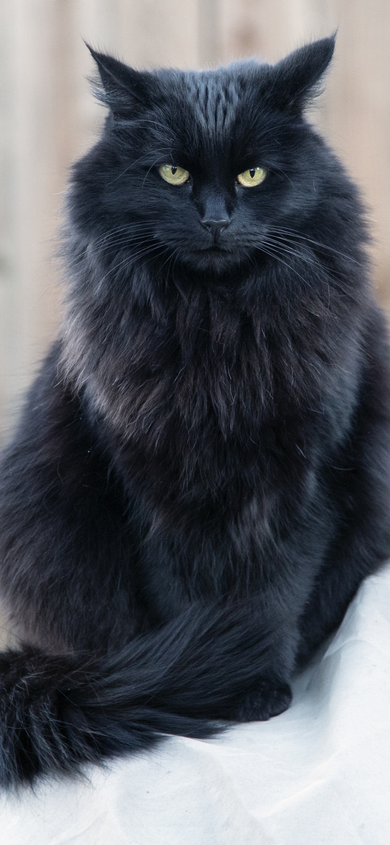 Schwarze Katze Auf Weißem Textil. Wallpaper in 1242x2688 Resolution