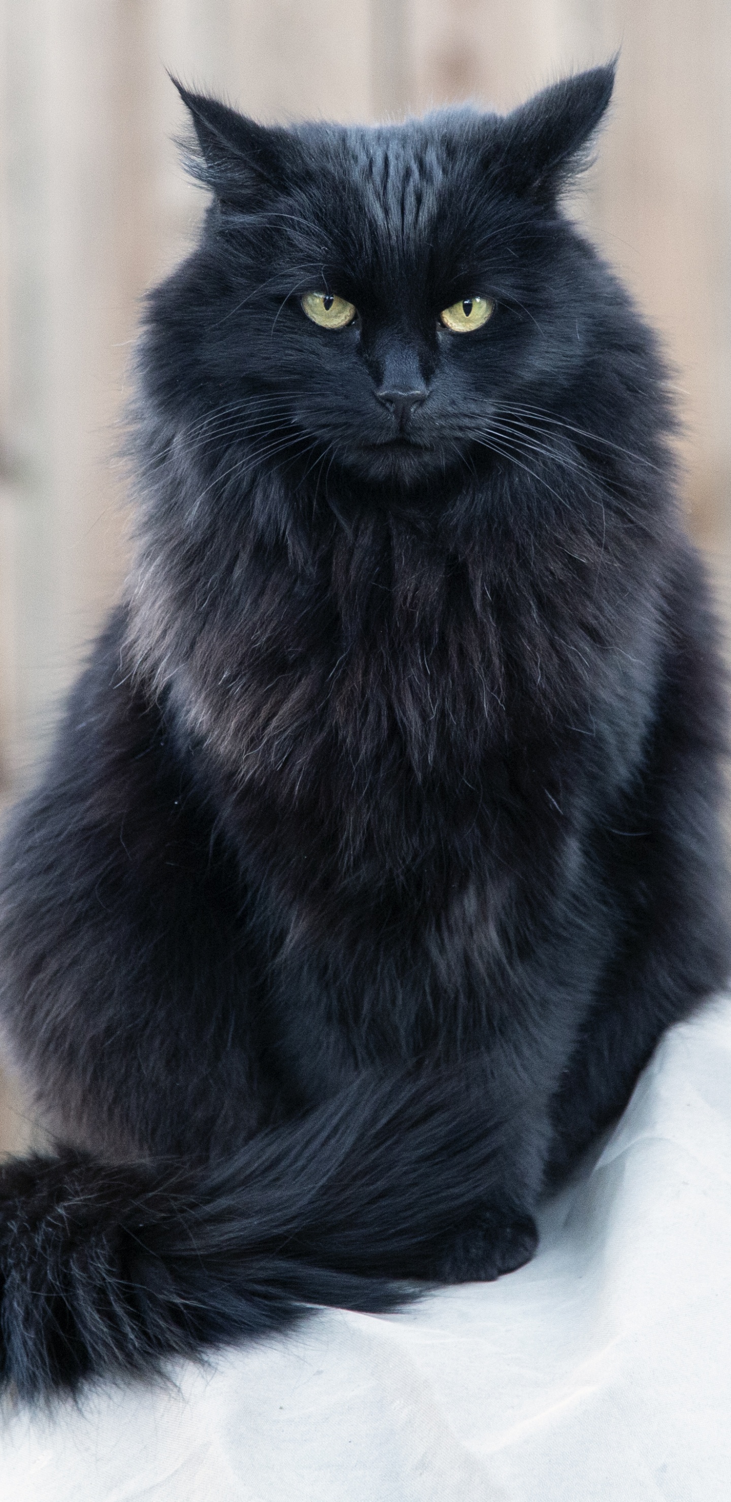 Schwarze Katze Auf Weißem Textil. Wallpaper in 1440x2960 Resolution
