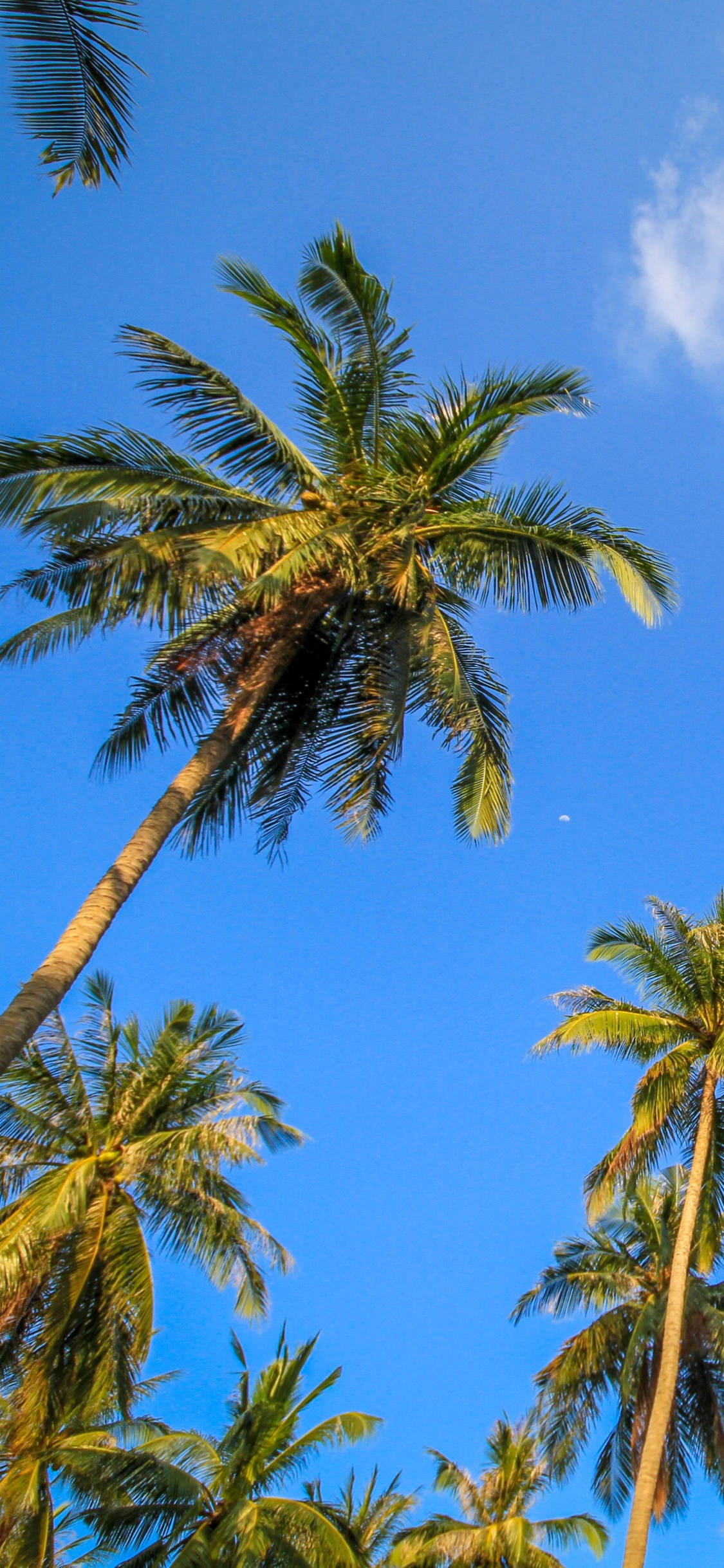 Palmera Verde Bajo un Cielo Azul Durante el Día. Wallpaper in 1125x2436 Resolution