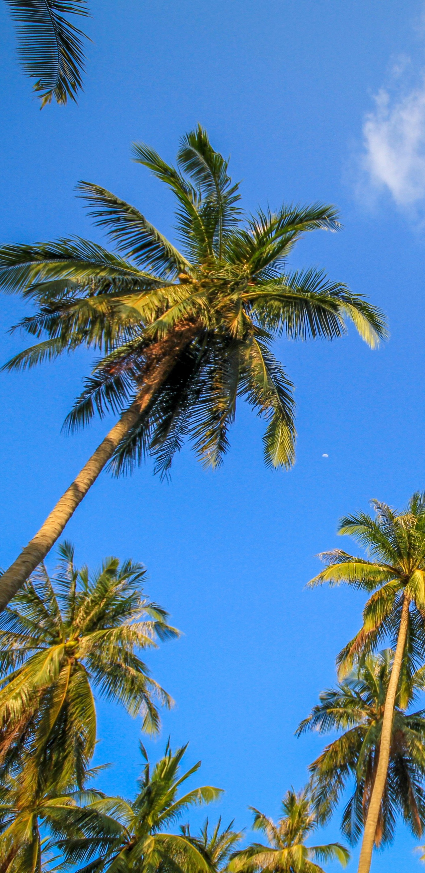 Palmera Verde Bajo un Cielo Azul Durante el Día. Wallpaper in 1440x2960 Resolution