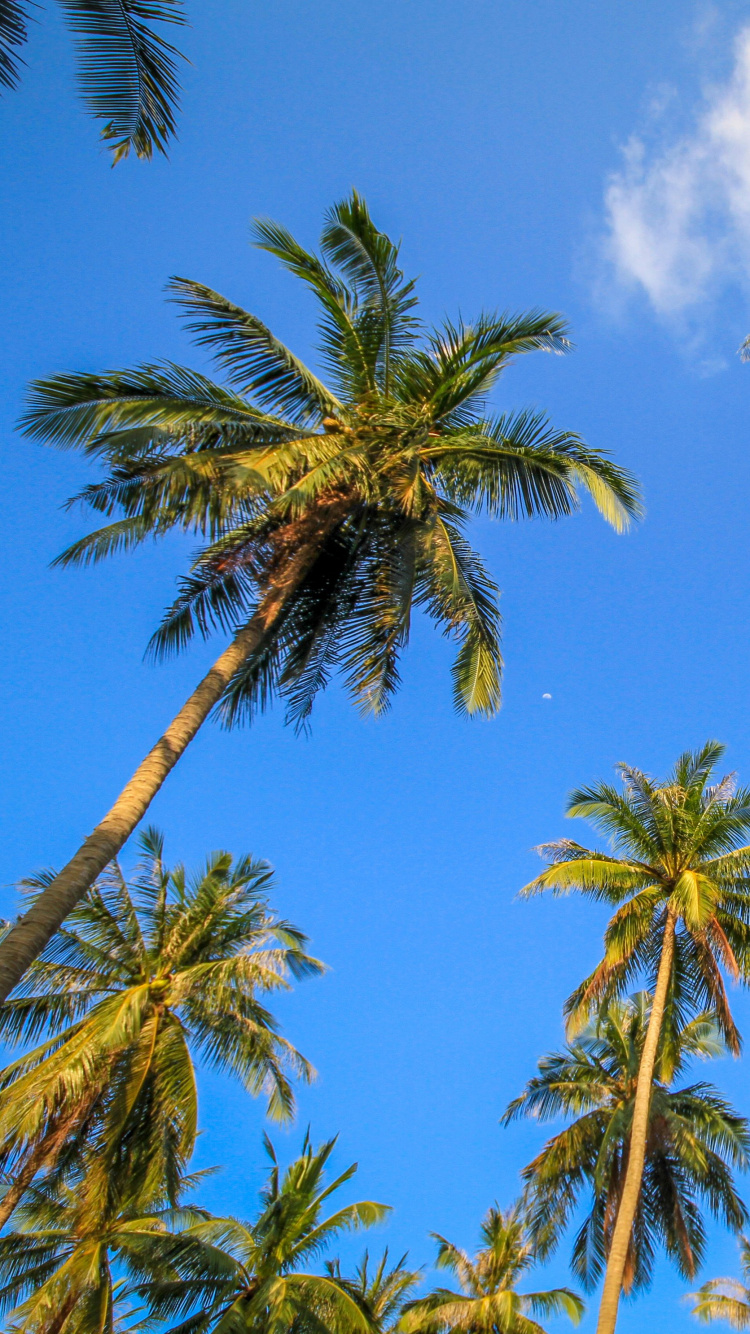 Palmera Verde Bajo un Cielo Azul Durante el Día. Wallpaper in 750x1334 Resolution