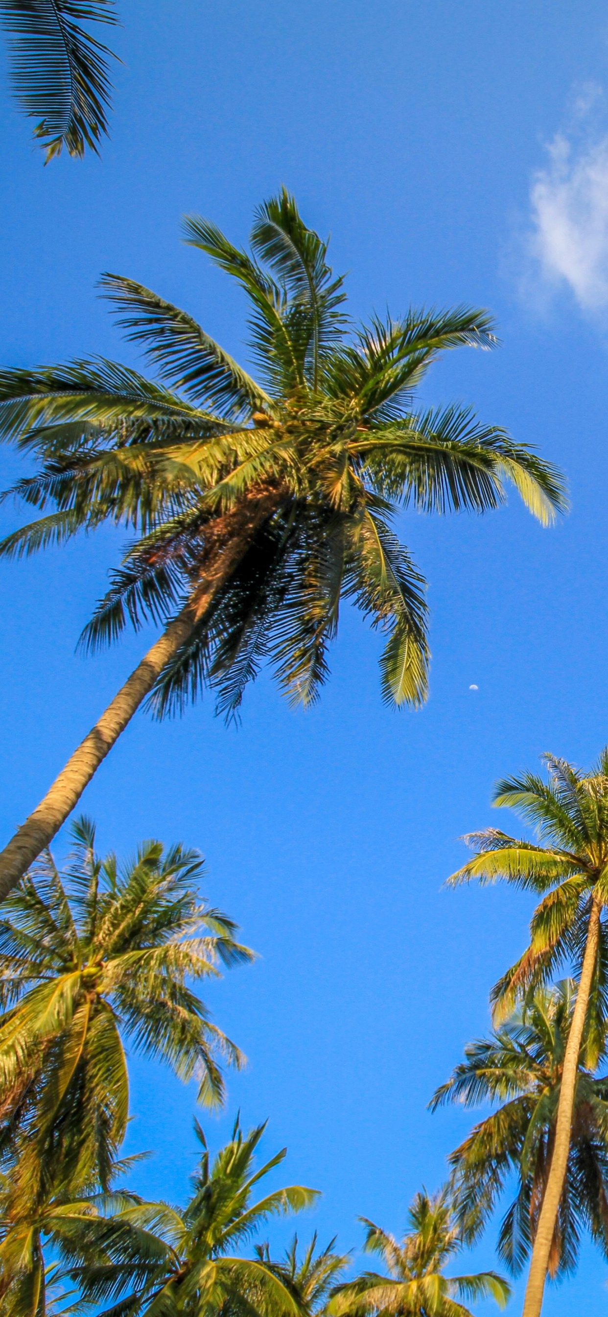Green Palm Tree Under Blue Sky During Daytime. Wallpaper in 1242x2688 Resolution