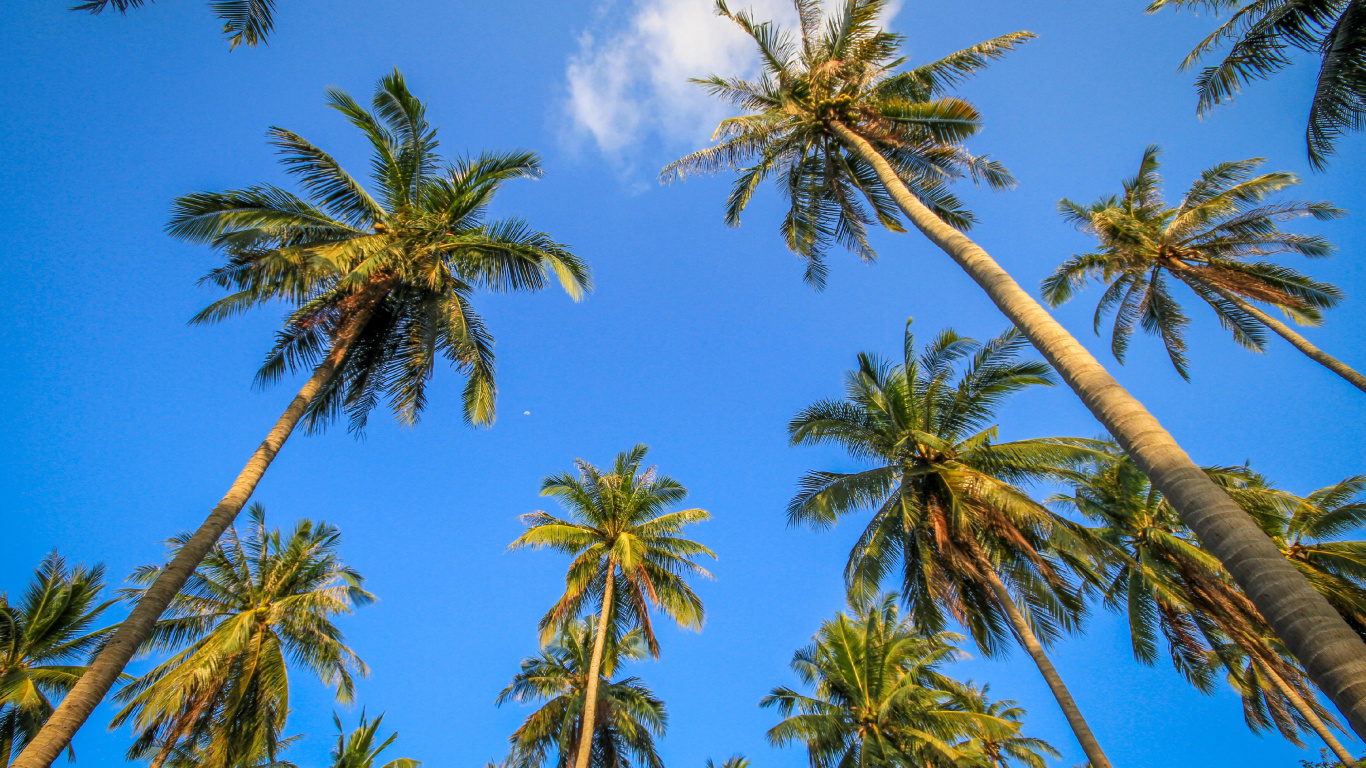 Green Palm Tree Under Blue Sky During Daytime. Wallpaper in 1366x768 Resolution