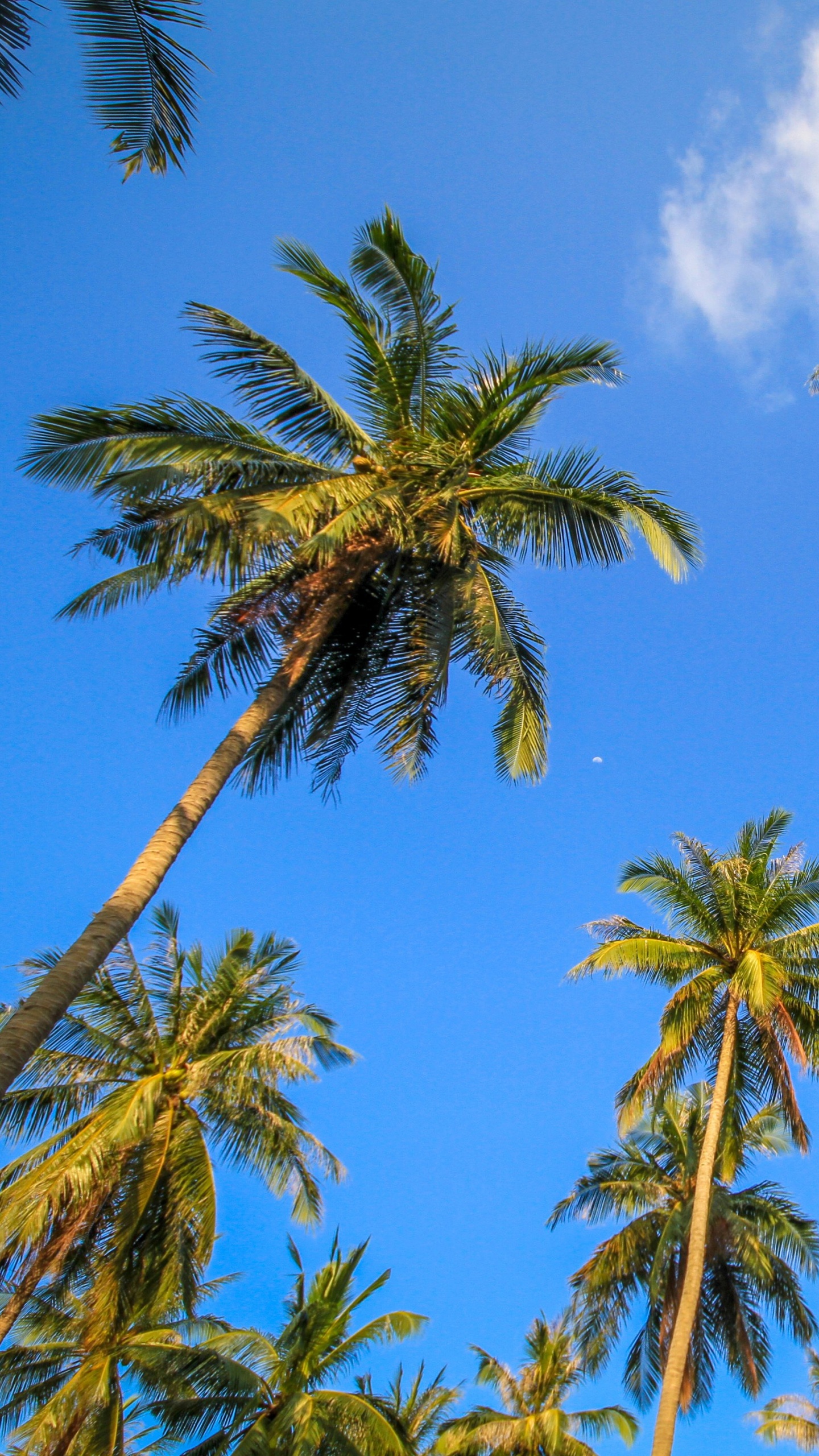 Green Palm Tree Under Blue Sky During Daytime. Wallpaper in 1440x2560 Resolution