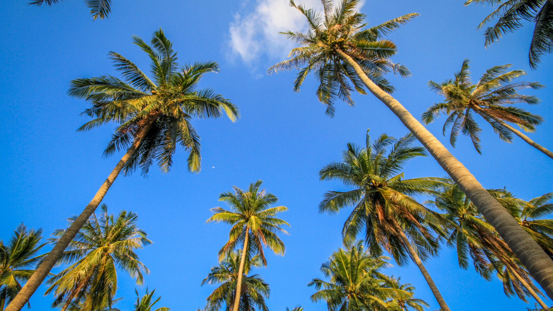 Green Palm Tree Under Blue Sky During Daytime. Wallpaper in 1920x1080 Resolution