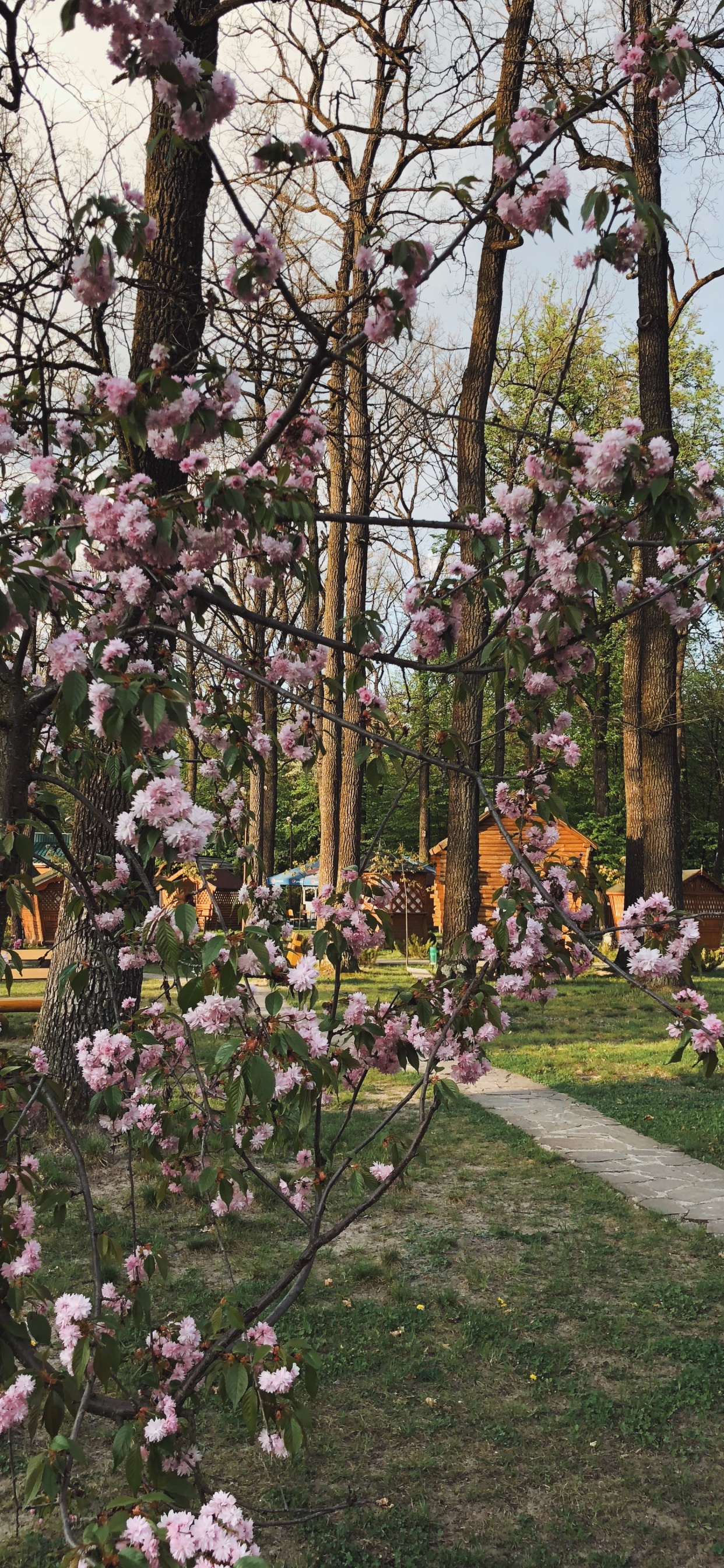 弹簧, 显花植物, 科学, 物理学, 灌木 壁纸 1242x2688 允许