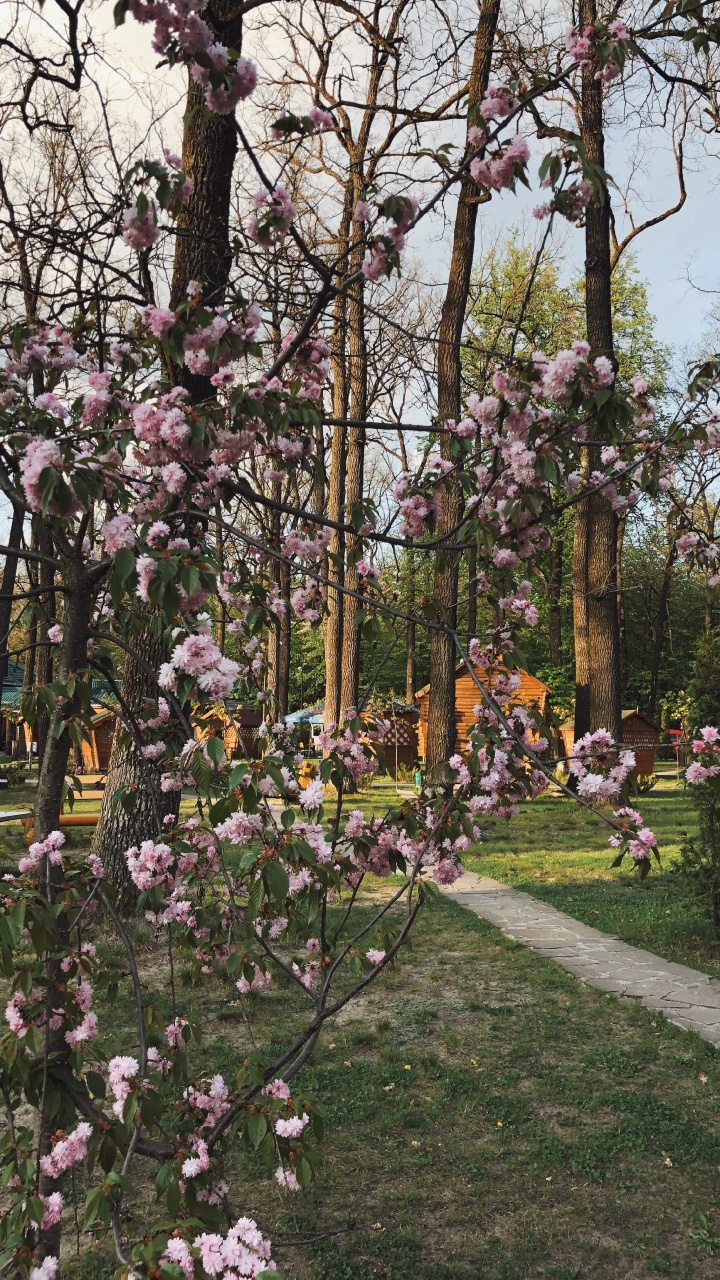 弹簧, 显花植物, 科学, 物理学, 灌木 壁纸 720x1280 允许