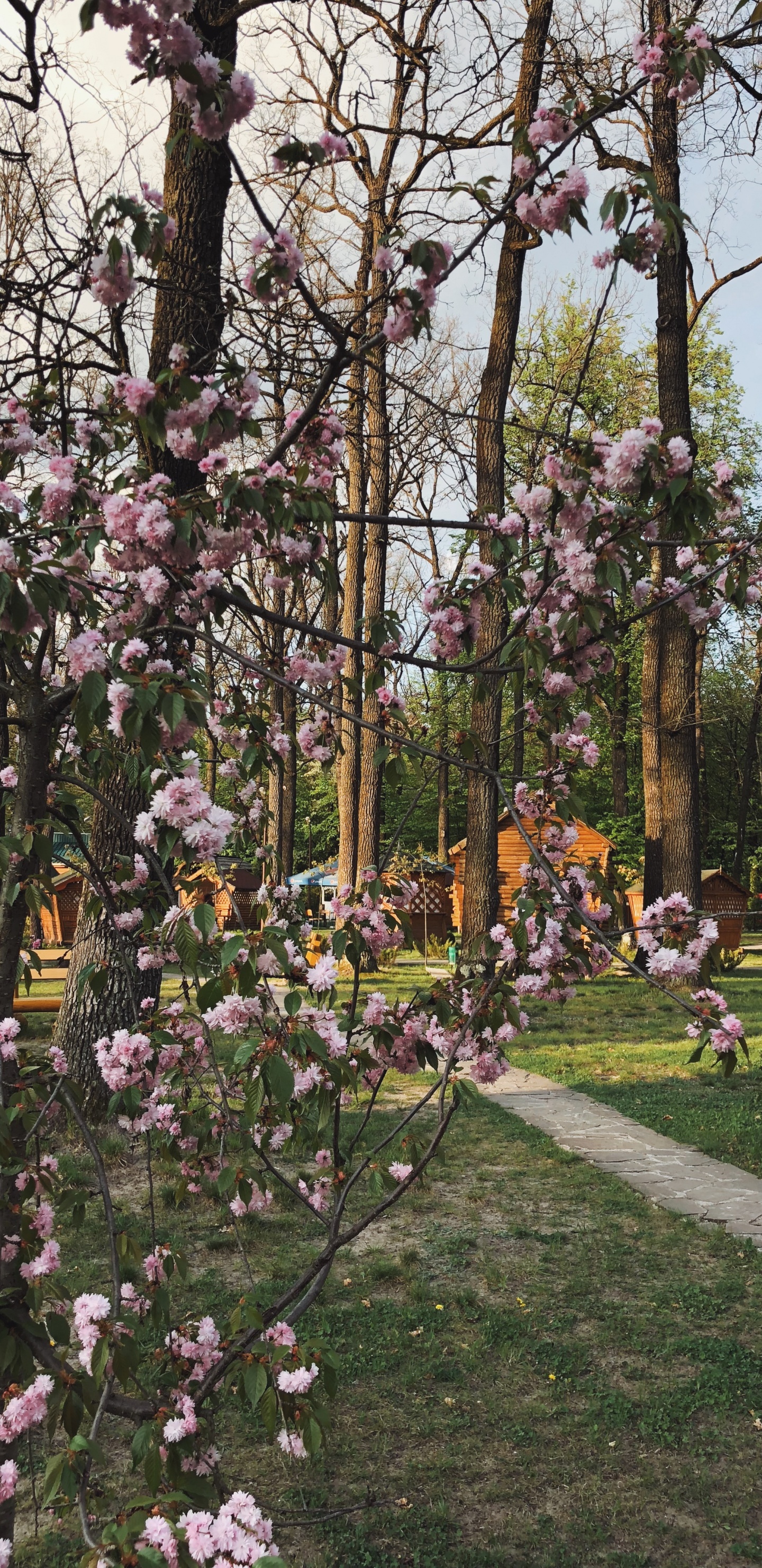 Primavera, la Floración de la Planta, Ciencia, la Física, Sucursal. Wallpaper in 1440x2960 Resolution