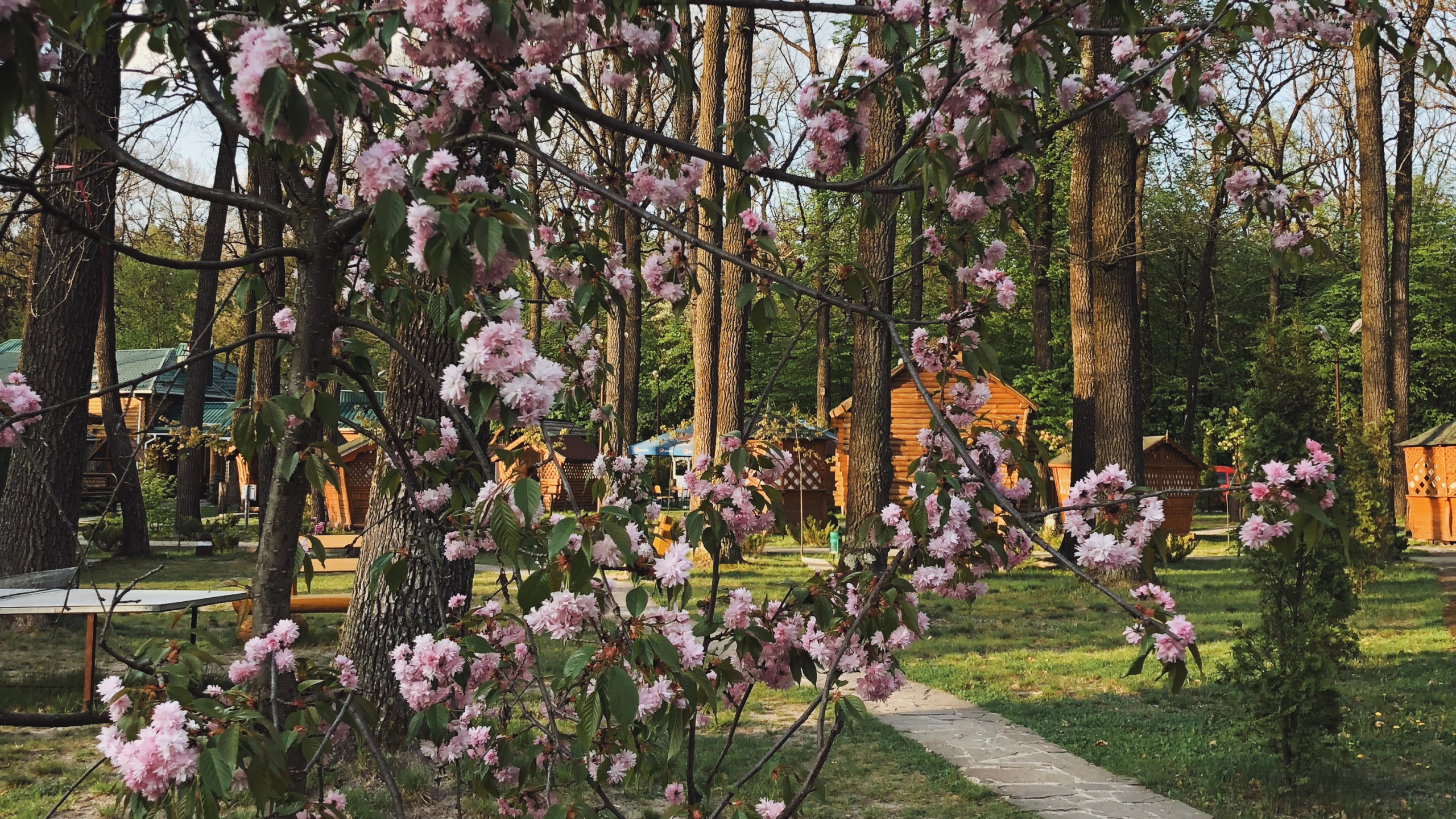 Primavera, la Floración de la Planta, Ciencia, la Física, Sucursal. Wallpaper in 2560x1440 Resolution