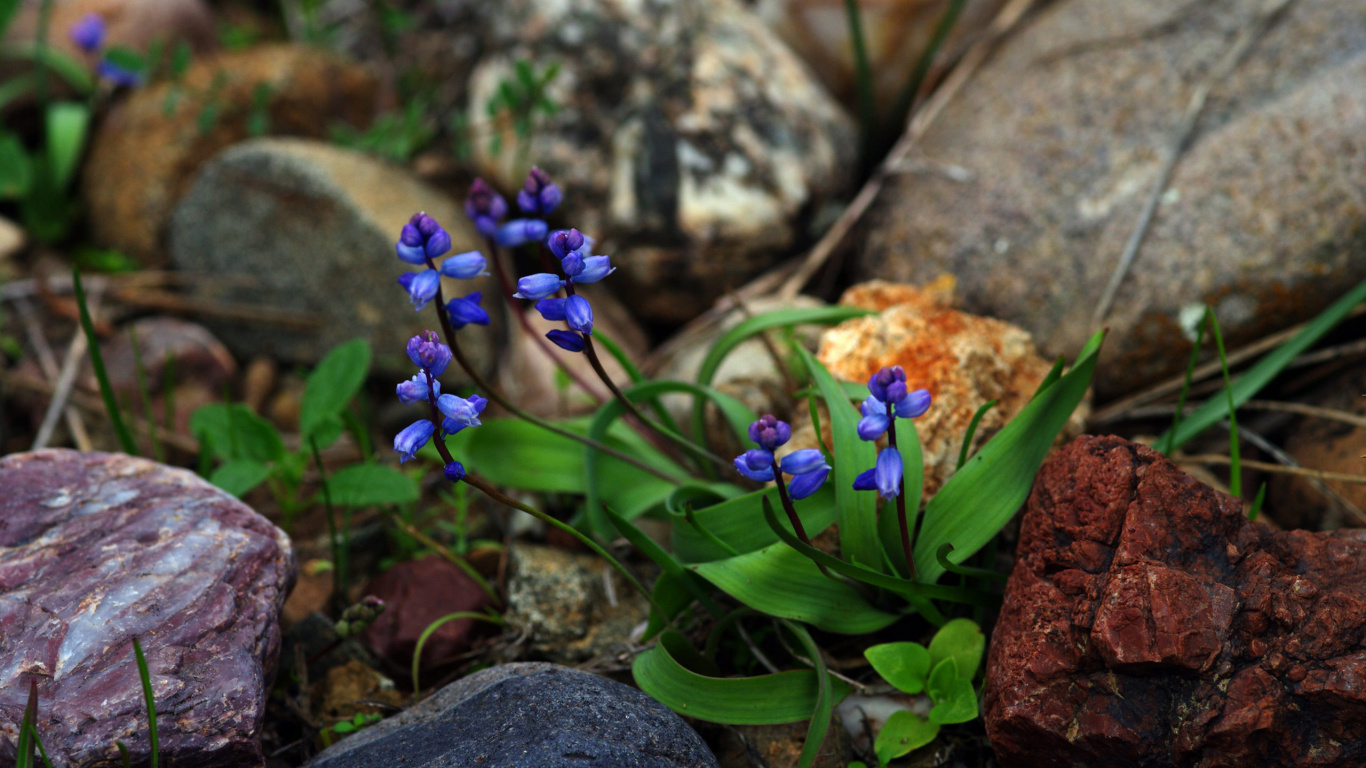 Garden, Rock Garden, Blue, Flower, Purple. Wallpaper in 1366x768 Resolution