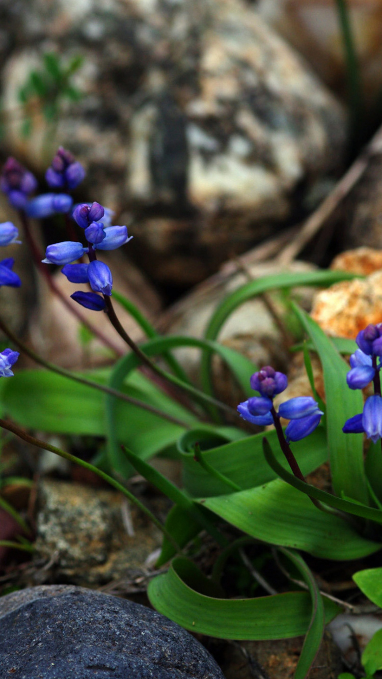 Garden, Rock Garden, Blue, Flower, Purple. Wallpaper in 750x1334 Resolution