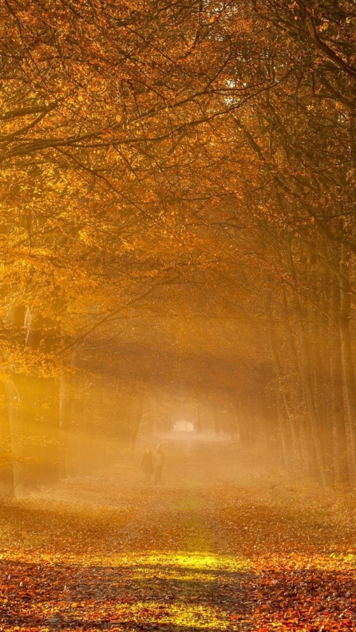 瑞士撒克逊, 性质, 阳光, 森林, 林地 壁纸 720x1280 允许